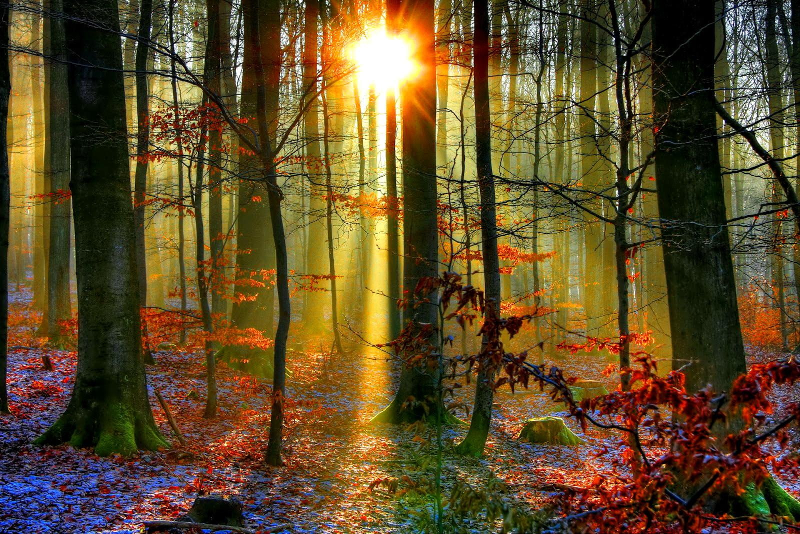 nature, shine, beau, dazzling, sunrise, rays, foliage, lovely, glow, forest, nice, 720P, fall, snow, trees, mist, fiery, leaves, HD Wallpaper