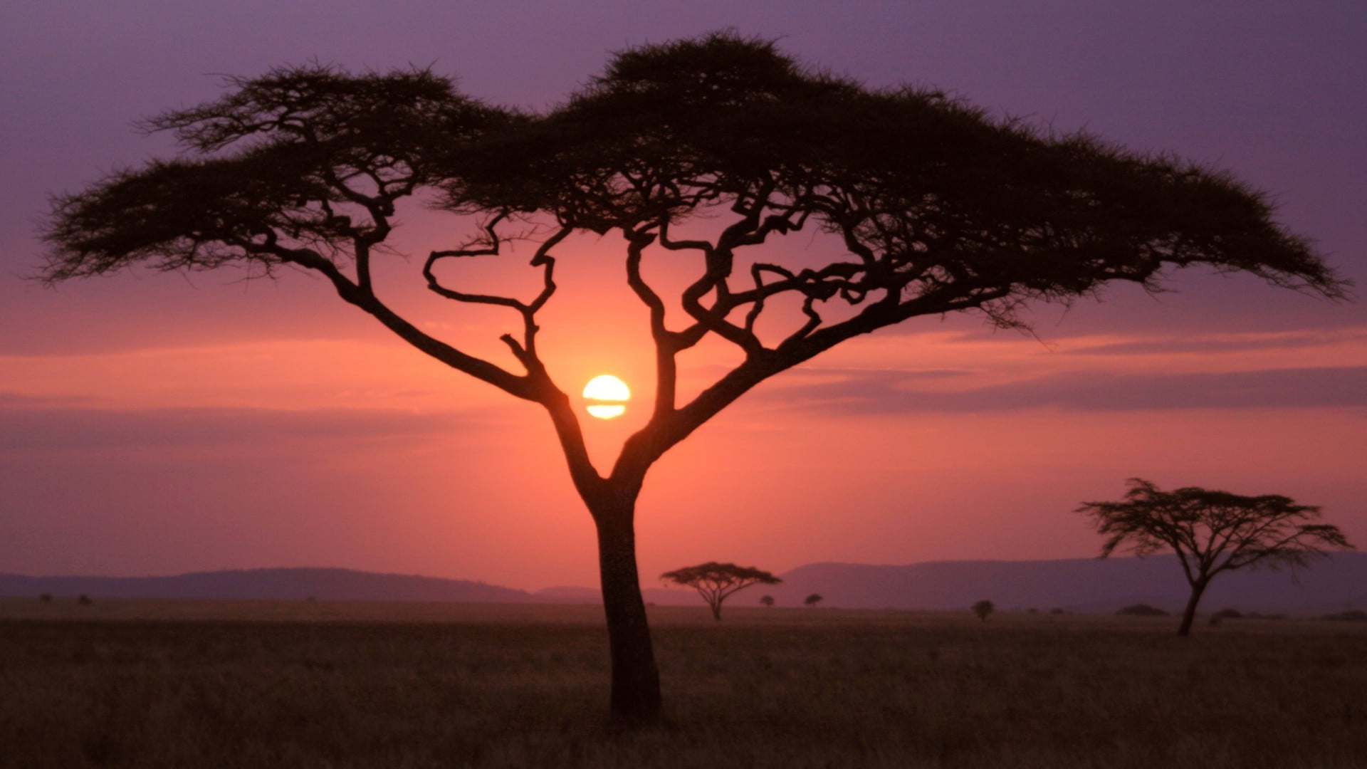 land, savanna, summer, outdoors, man, light, yellow, animal, evening, grass, plant, orange, sunlight, beauty in nature, dusk, tree, vacation, scenics - nature, HD Wallpaper