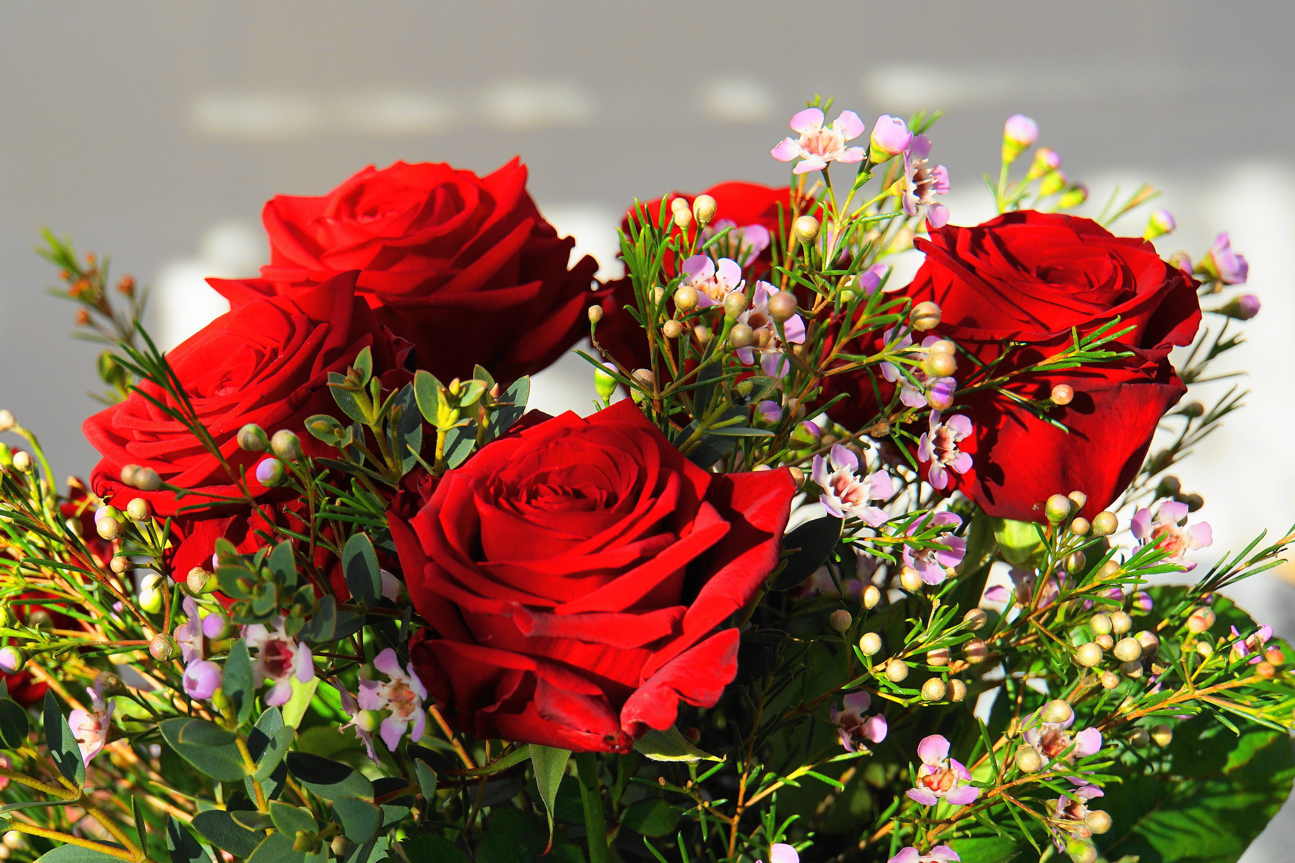 magic, leaf, flowering plant, close-up, favorite, inflorescence, romance, the day of lovers, roses, rose, flower head, joy, flora, growth, romantic, sun, HD Wallpaper
