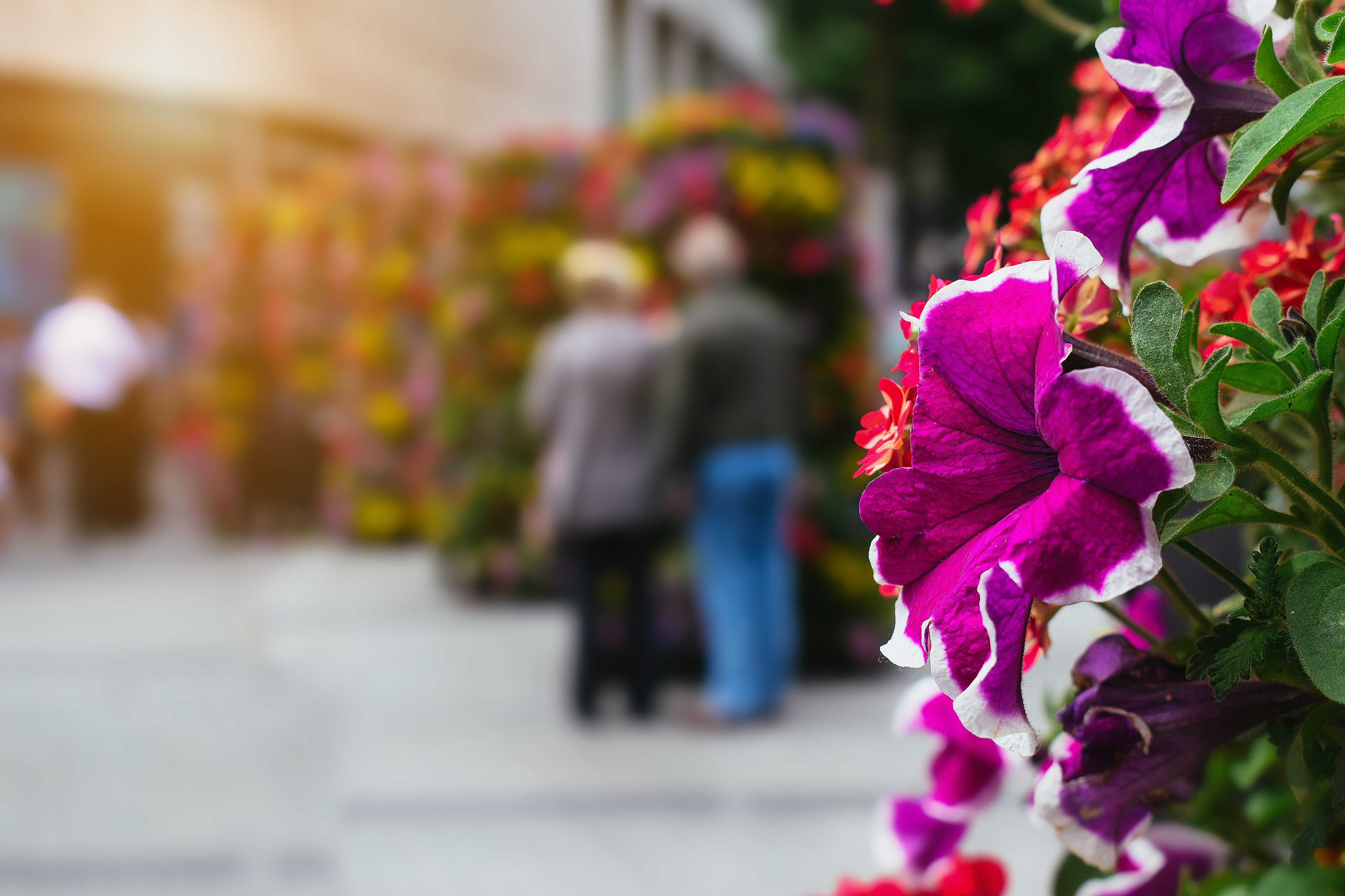 focus on foreground, friends, fragility, plant, multi colored, bouquet, flower, flowering plant, decoration, adult, selective focus, male, older, holiday, HD Wallpaper
