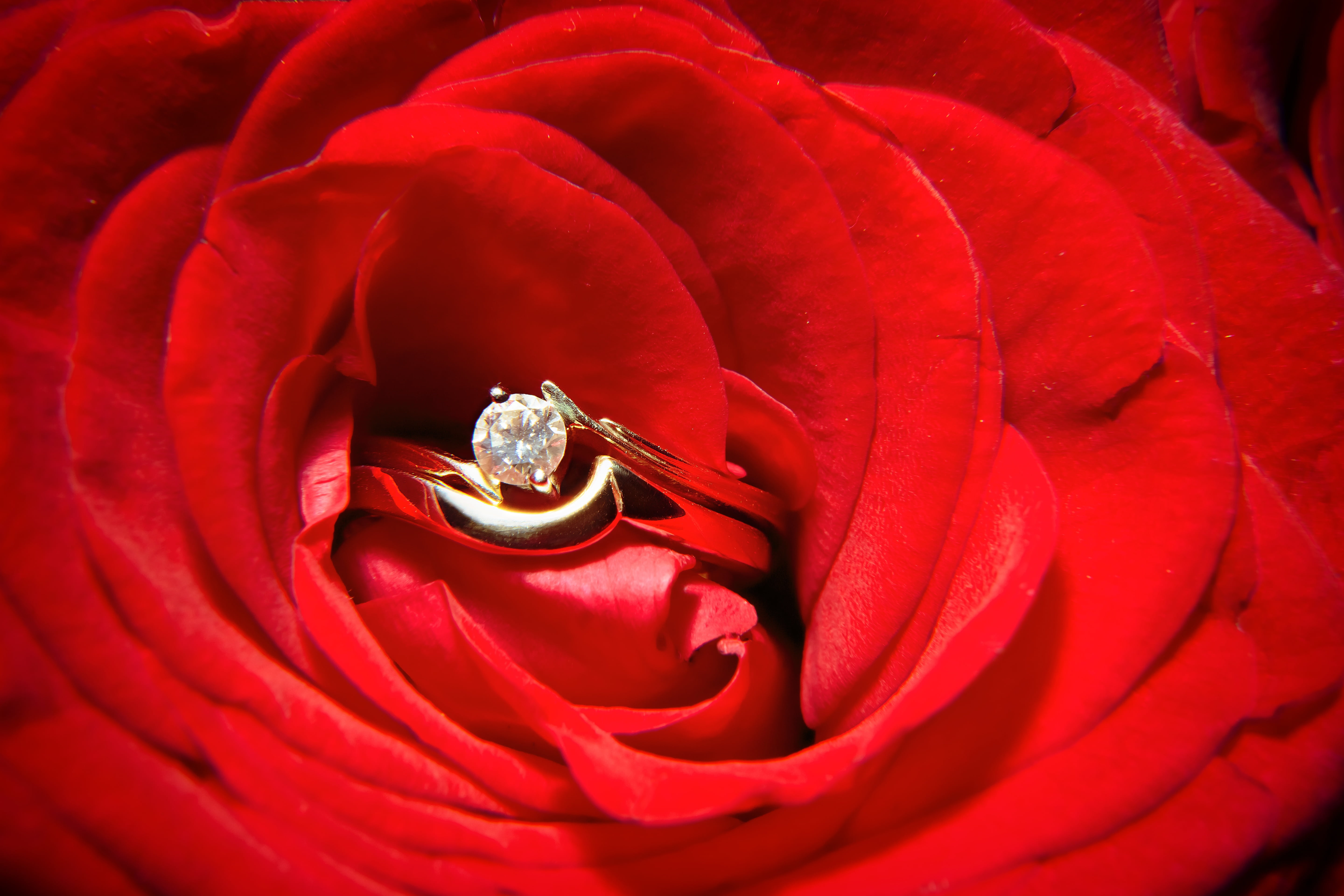 image, flower head, diamond - gemstone, horizontal, gemstone, rose, emotion, wedding ring, married, rose - Flower, full frame, romance, no people, ring, HD Wallpaper