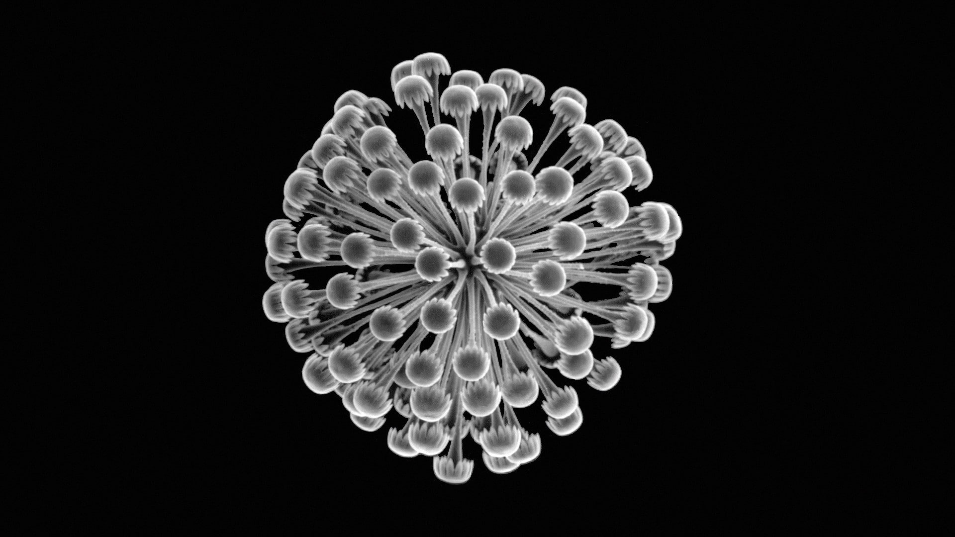 illuminated, monochrome, circle, cut out, 1080P, design, black background, copy space, plants, decoration, sea sponge, minimalism, flower, flowering plant, HD Wallpaper