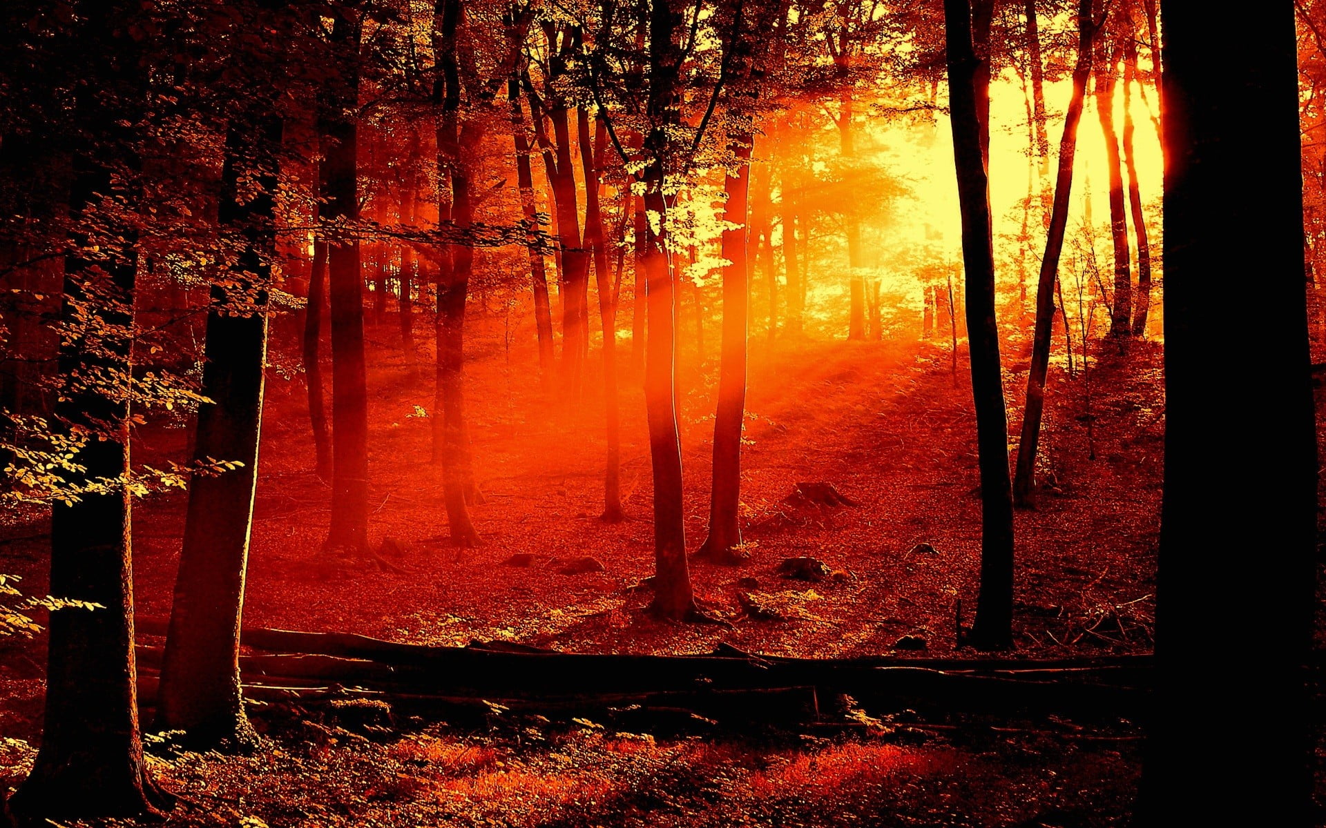 trunk, outdoors, orange color, tree, land, woodland, idyllic, forest, plant, streaming, trees, autumn, scenics - nature, change, beauty in nature, no people, HD Wallpaper