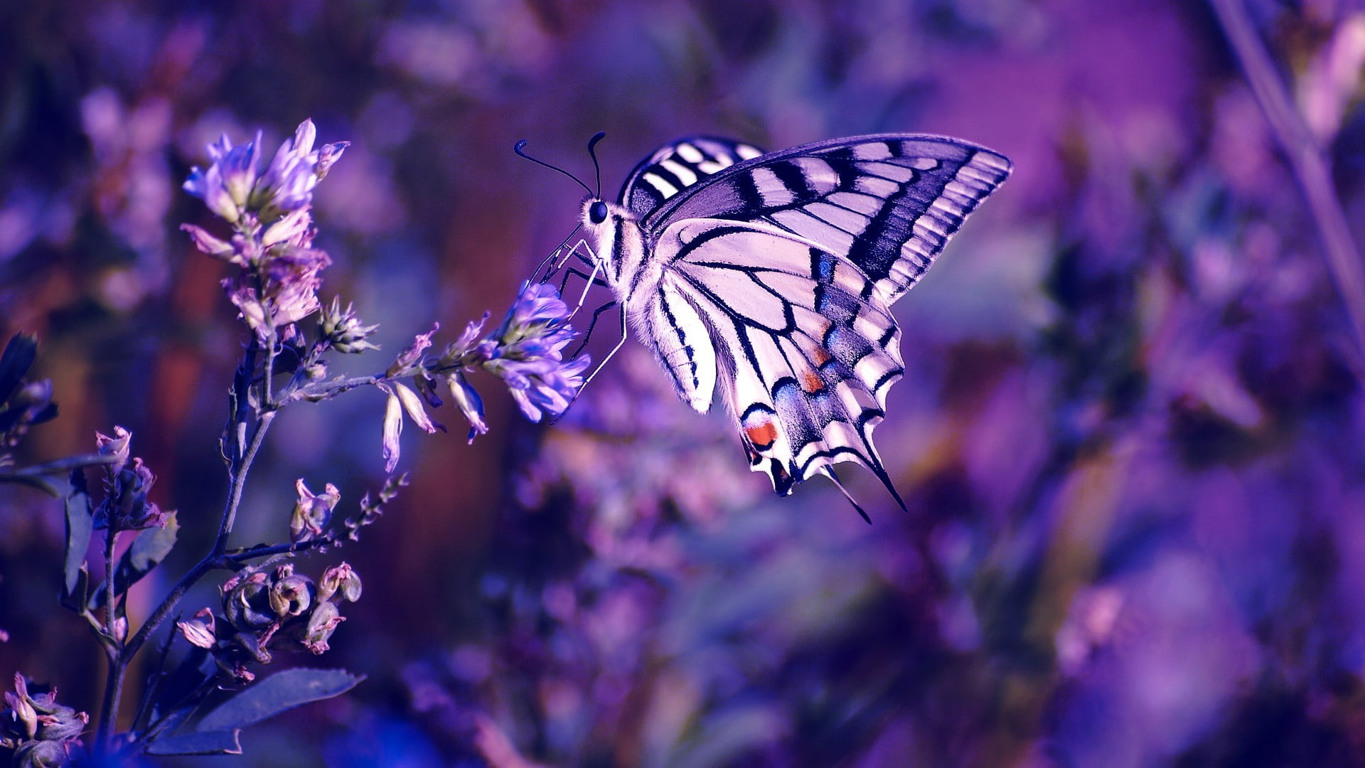fragility, animal wildlife, herb, growth, 1080P, flower, pollination, plant, animal themes, insect, tiger, animal, butterfly, lavender, one animal, nature, HD Wallpaper