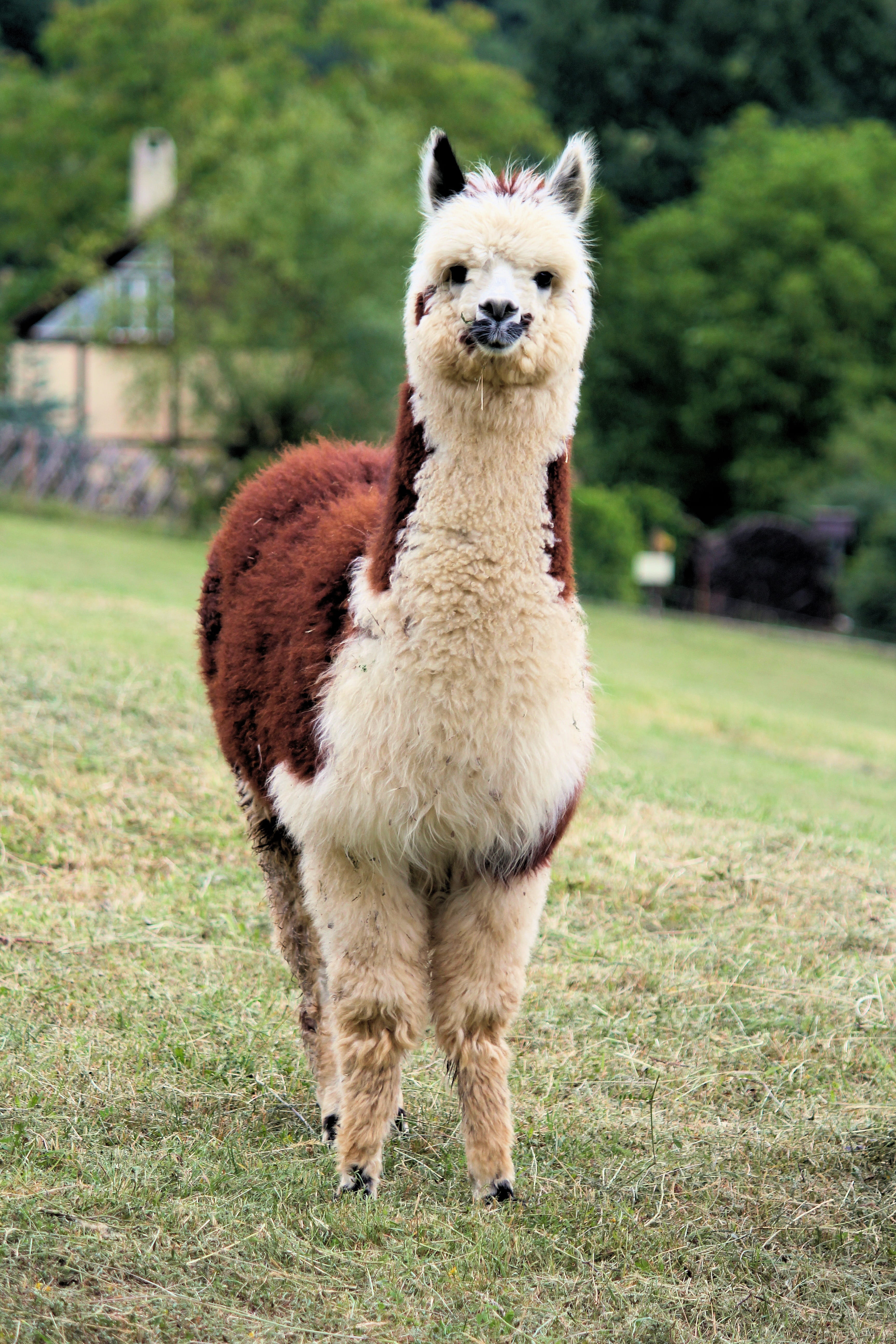 alpaca, portrait, field, funny, tame, peruvian, full length, animal, animal themes, plant, livestock, land, fur, herbivorous, grass, llama, 5K, standing, Phone HD Wallpaper