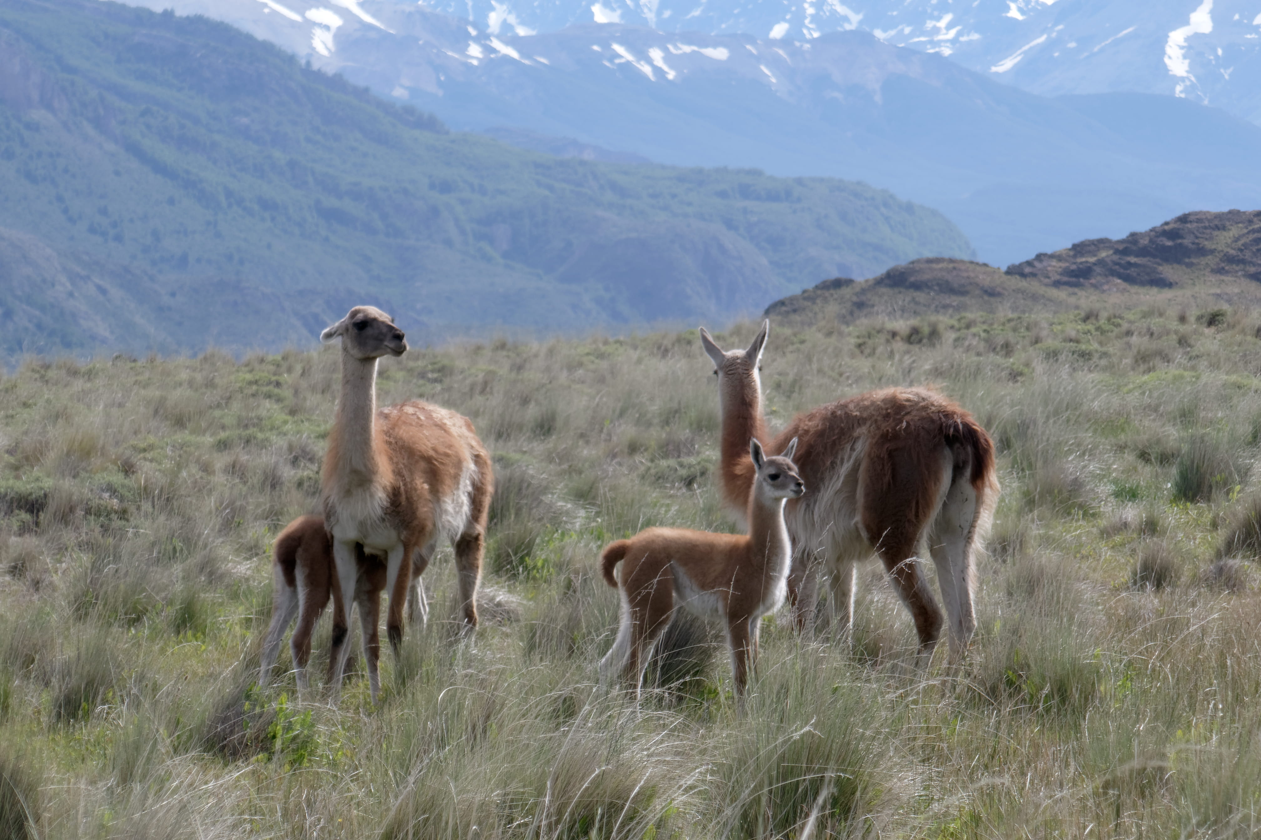 antelope, chile, lamas, no people, guanacos, landscape, nature, plant, mountain, grey, animal, beauty in nature, outdoor, scenics - nature, four, animals in the wild, HD Wallpaper
