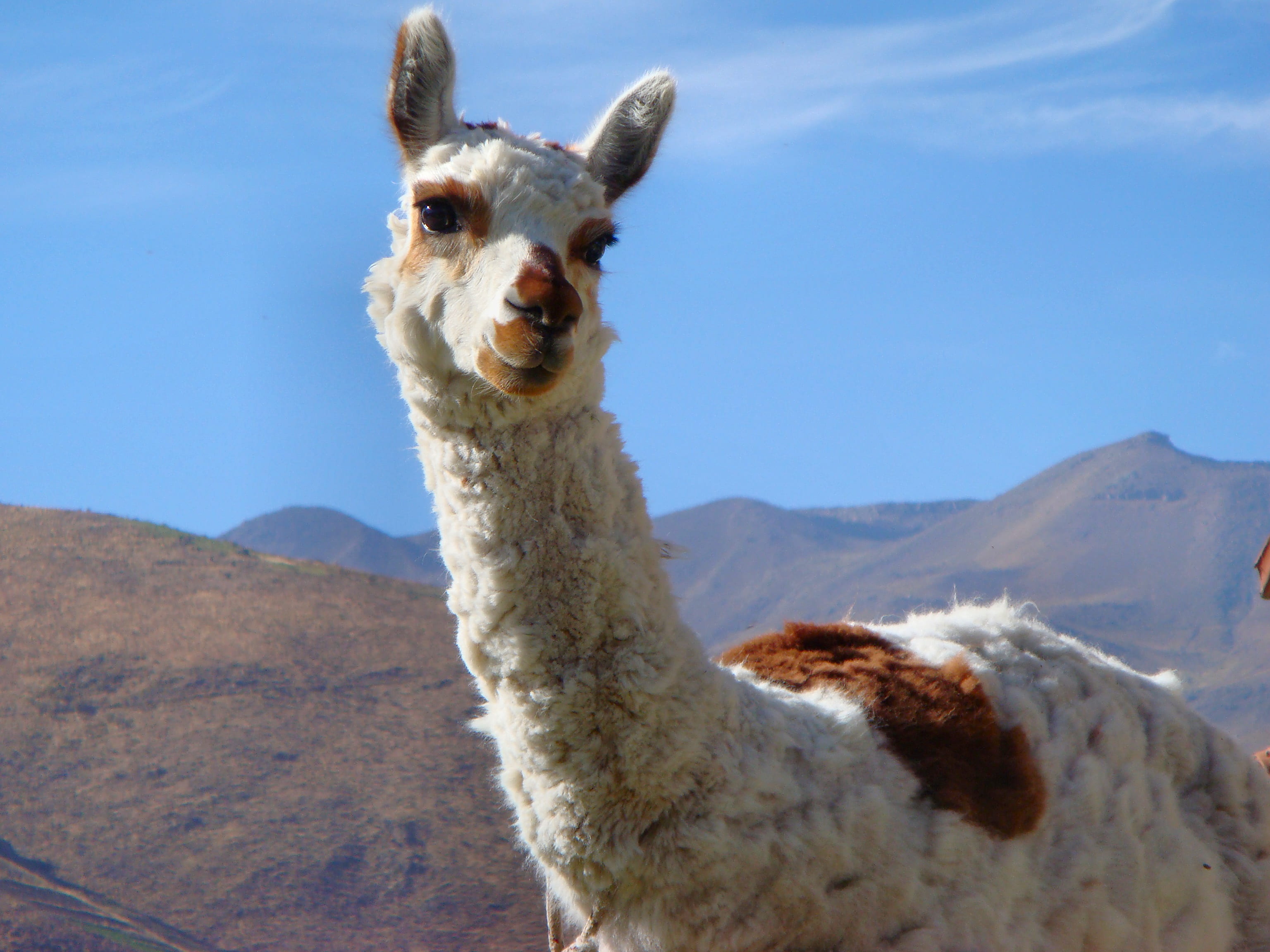 scenics - nature, alpaca, no people, mountain, herbivorous, nature, one animal, environment, animal neck, animals in the wild, sky, south america, llama, HD Wallpaper