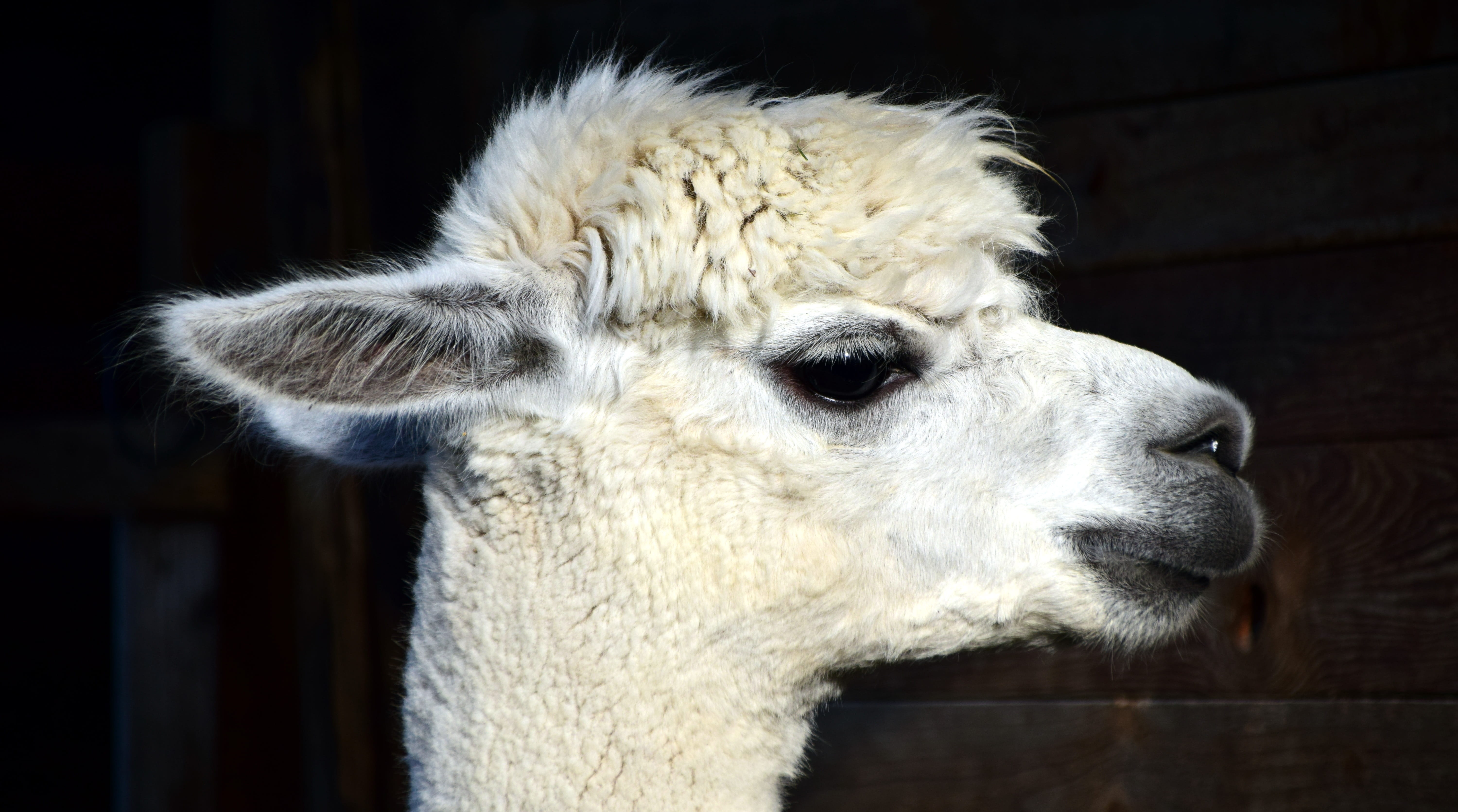 fluffy, domestic, domestic animals, head alpaca, Head, animal, animal portrait, close, mammal, animal body part, furry, vertebrate, Animal, white color, HD Wallpaper