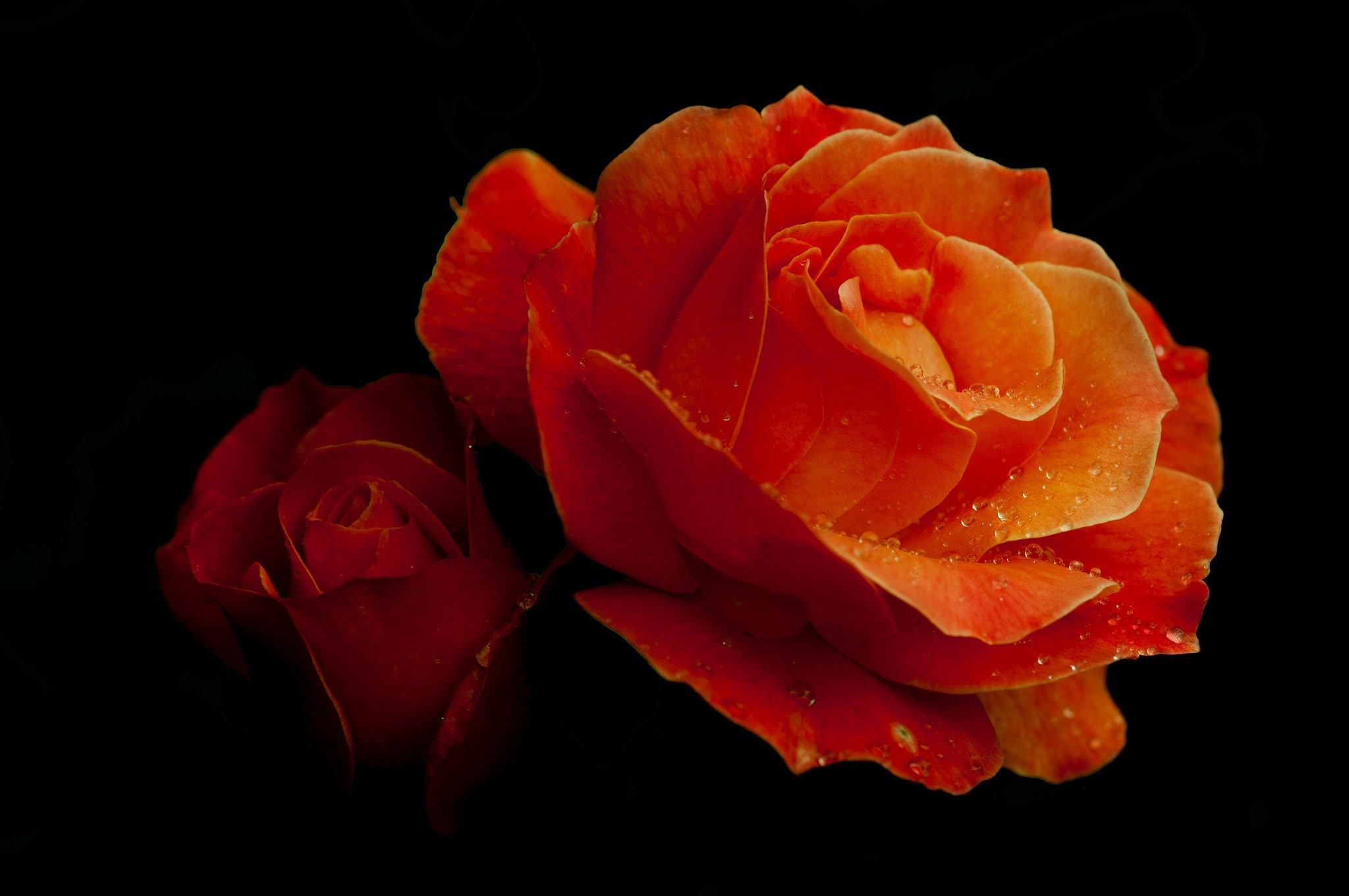 water drops, petals, 1080P, flowers, orange flowers, rose, HD Wallpaper