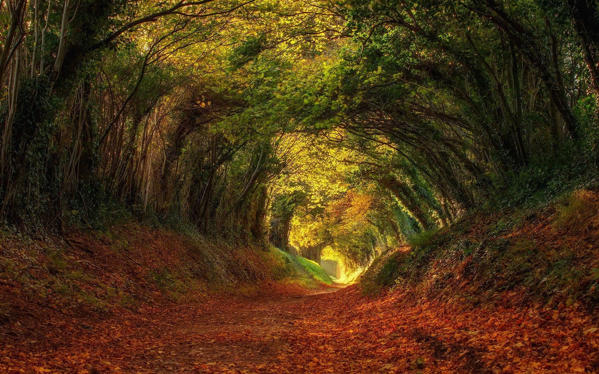 dirt road, growth, forest, tranquil scene, direction, green, road, tunnel, trail, dirt, 1080P, pathway, no People, river, leafed, the way forward, backgrounds, HD Wallpaper
