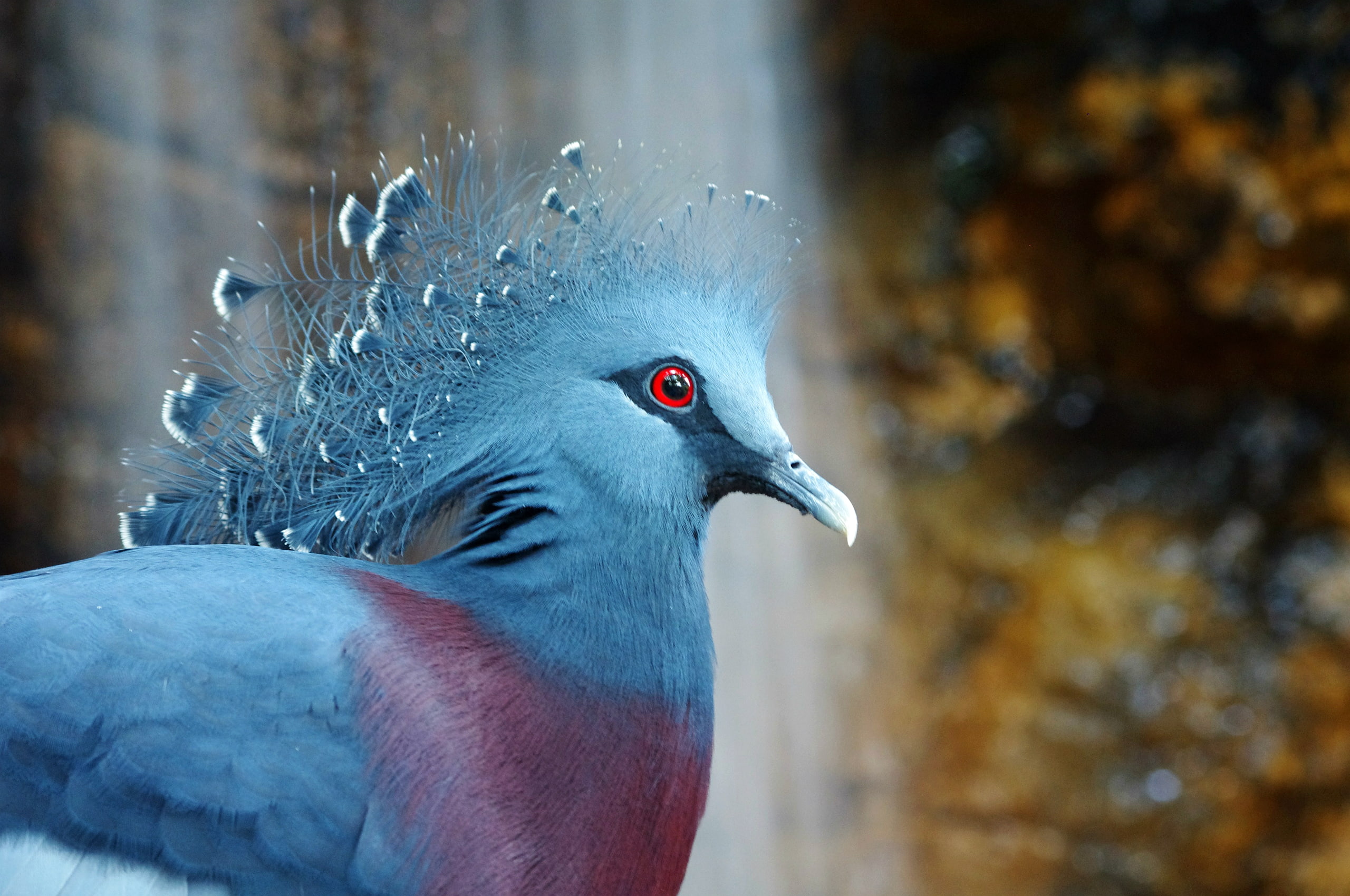 Victoria Crowned Pigeon, bird, crowned pigeon, 2K, HD Wallpaper