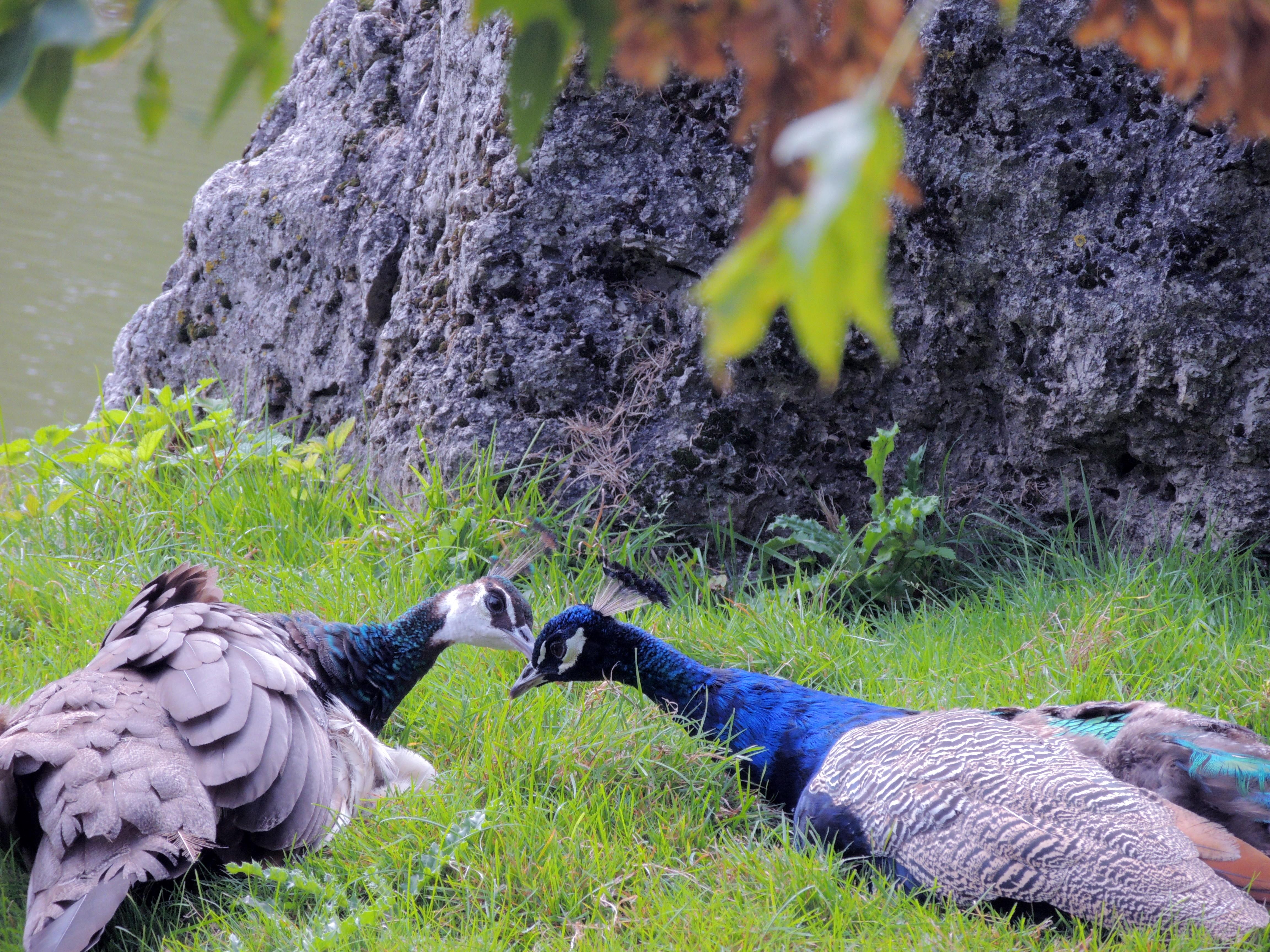 kiss, birds, photography, peacock, peacocks, animals, 4K, HD Wallpaper