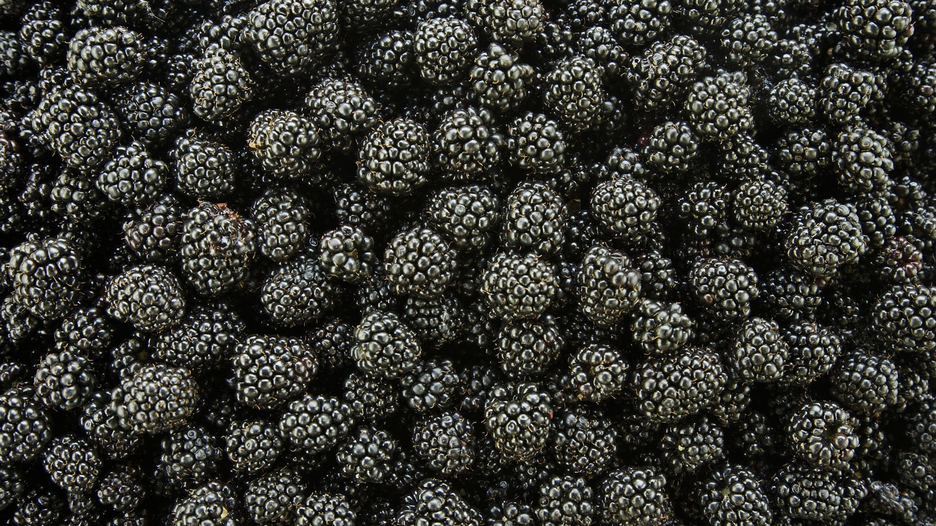 no people, abundance, backgrounds, fruit, healthy eating, wellbeing, food and drink, large group of objects, blackberries, 1080P, freshness, berries, food, HD Wallpaper