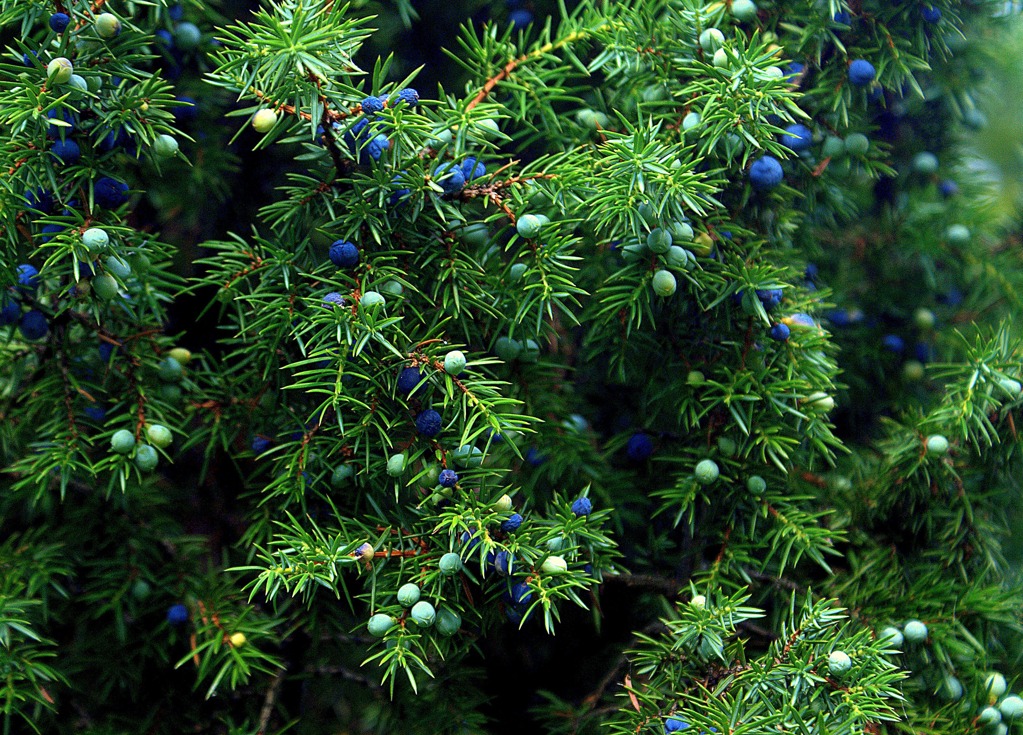 tree, autumn, green color, nature, branch, full frame, freshness, day, sprigs of juniper, tranquility, celebration, beauty in nature, juniper fruit, sharpness, HD Wallpaper