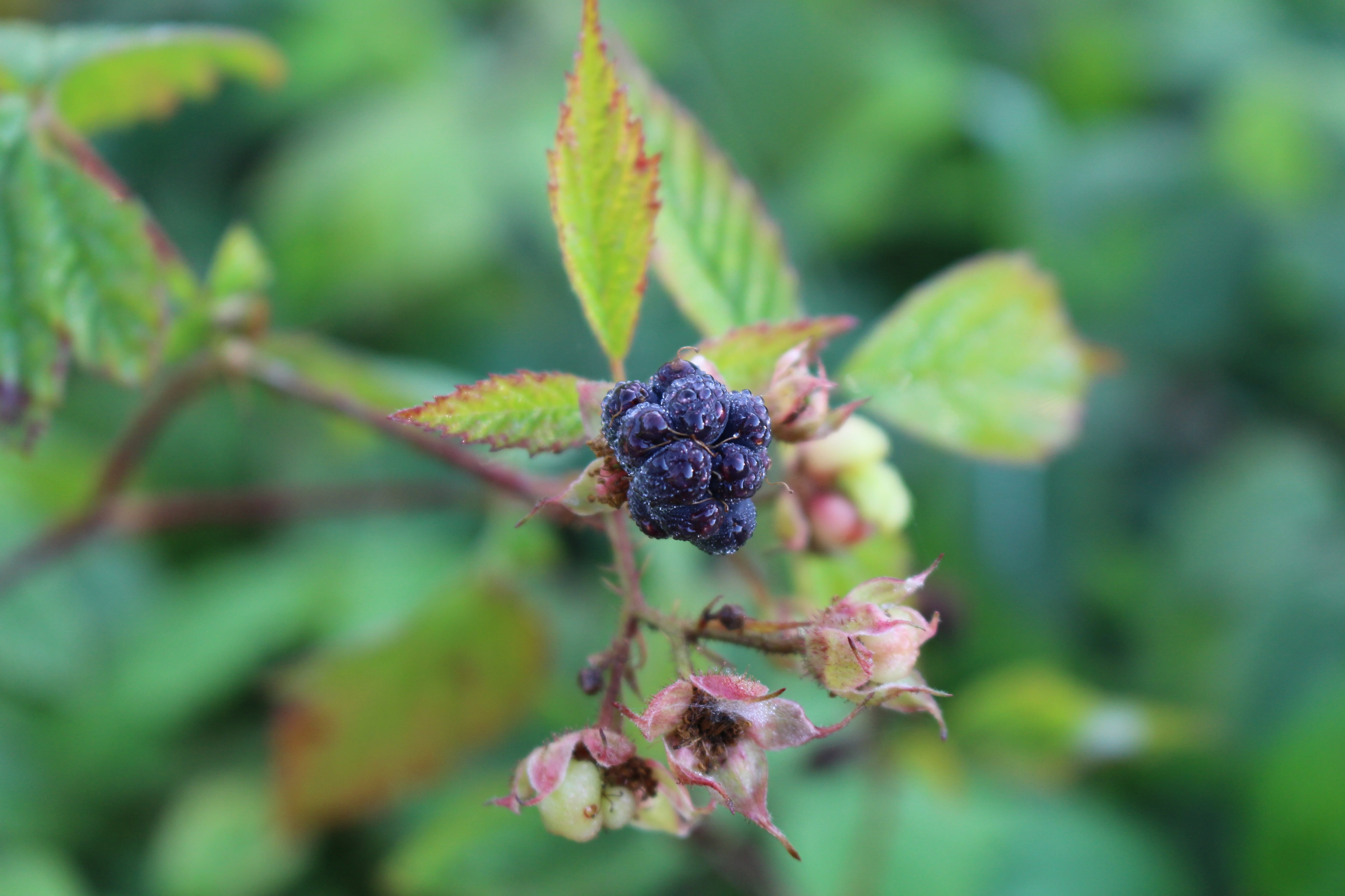 black, close-up, flower, growth, food, day, forest fruit, 5K, plant part, food and drink, fruit, leaf, green color, fragility, plant, berry fruit, berry, HD Wallpaper