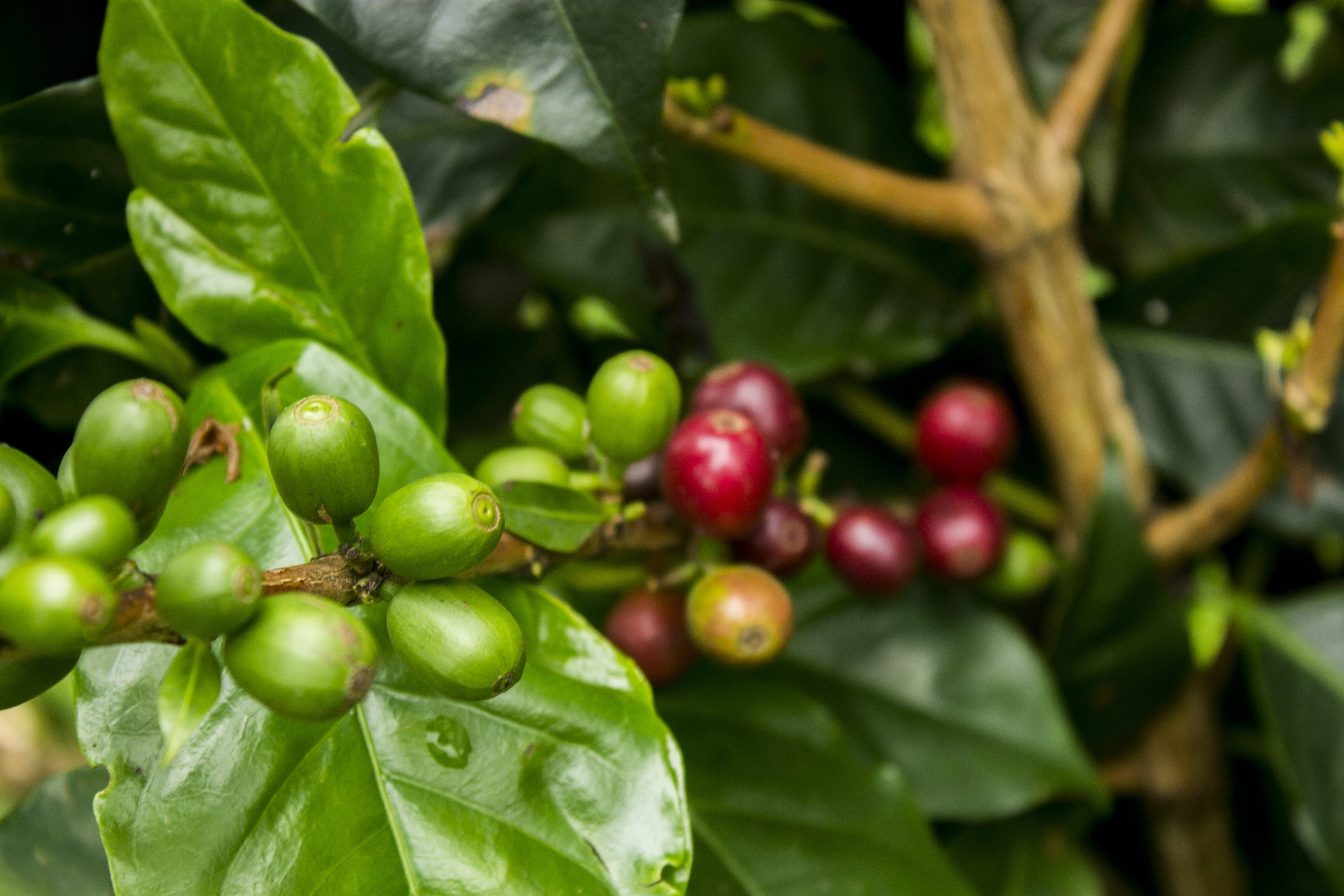 tree, 4K, growth, red, plant part, mature, day, close-up, ripe, coffee, freshness, outdoors, agriculture, crop, fruit, plant, plantation, green, healthy eating, HD Wallpaper