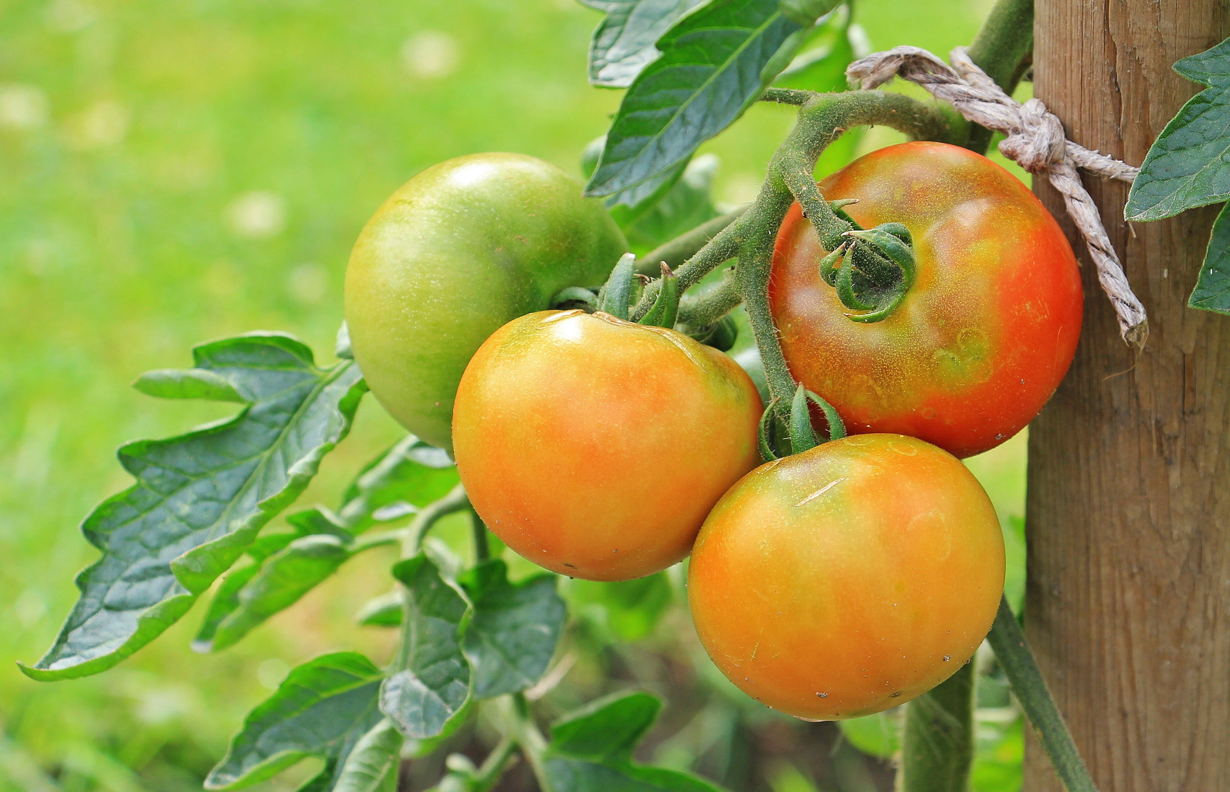 plant, tomatoes, nutrition, food crop, healthy, food and drink, branch, raw, day, agriculture, no people, photography, red, wellbeing, immature, vegetables, HD Wallpaper