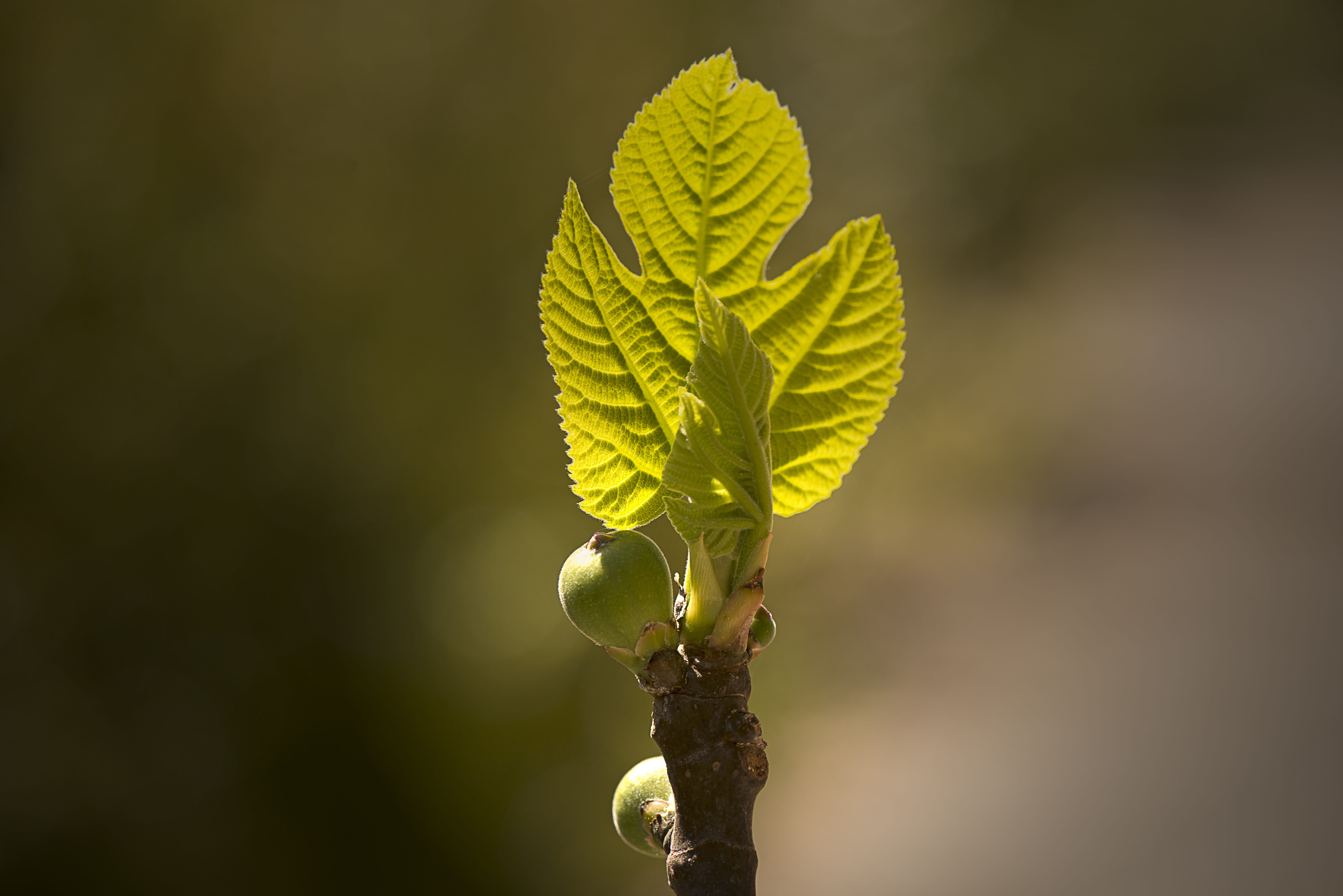 beginnings, green color, Leaf, fragility, focus on foreground, Fig Tree, beauty in nature, Fig, 5K, no people, plant part, fig, nature, fruit, plant, leaf, HD Wallpaper