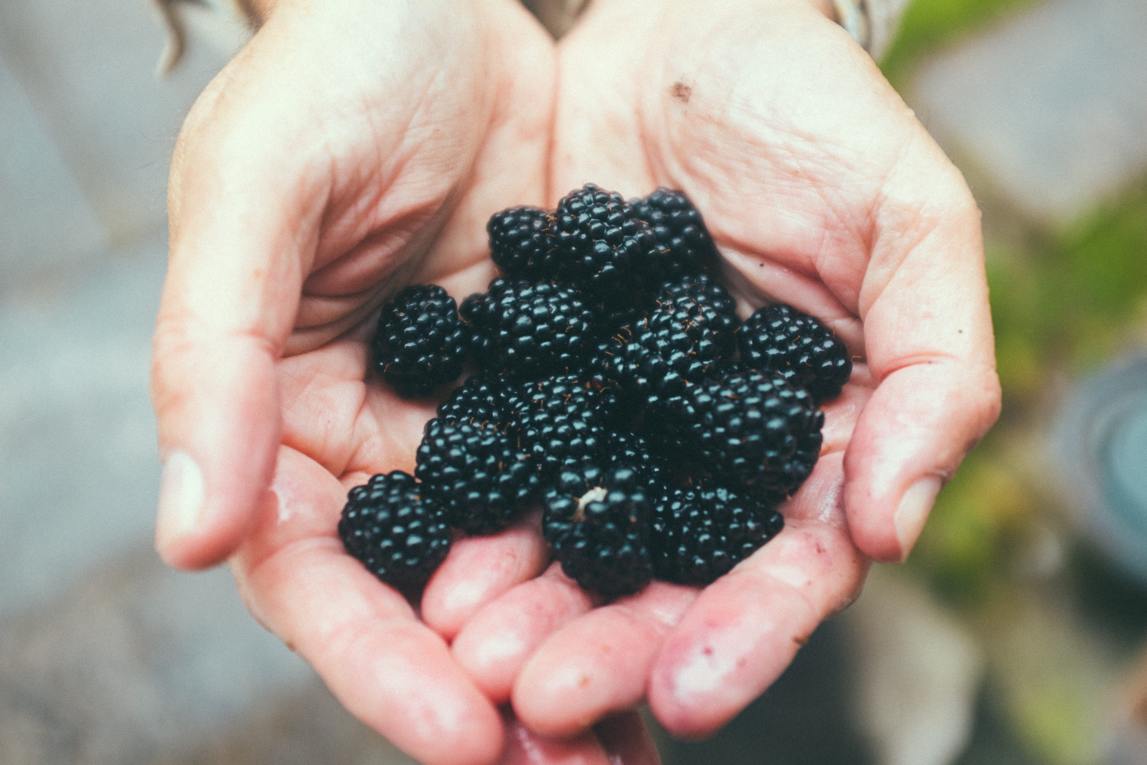 harvesting, natural, food and drink, healthy eating, plant, background, one person, green, nutrition, delicious, fresh, black, season, blackberries, finger, HD Wallpaper