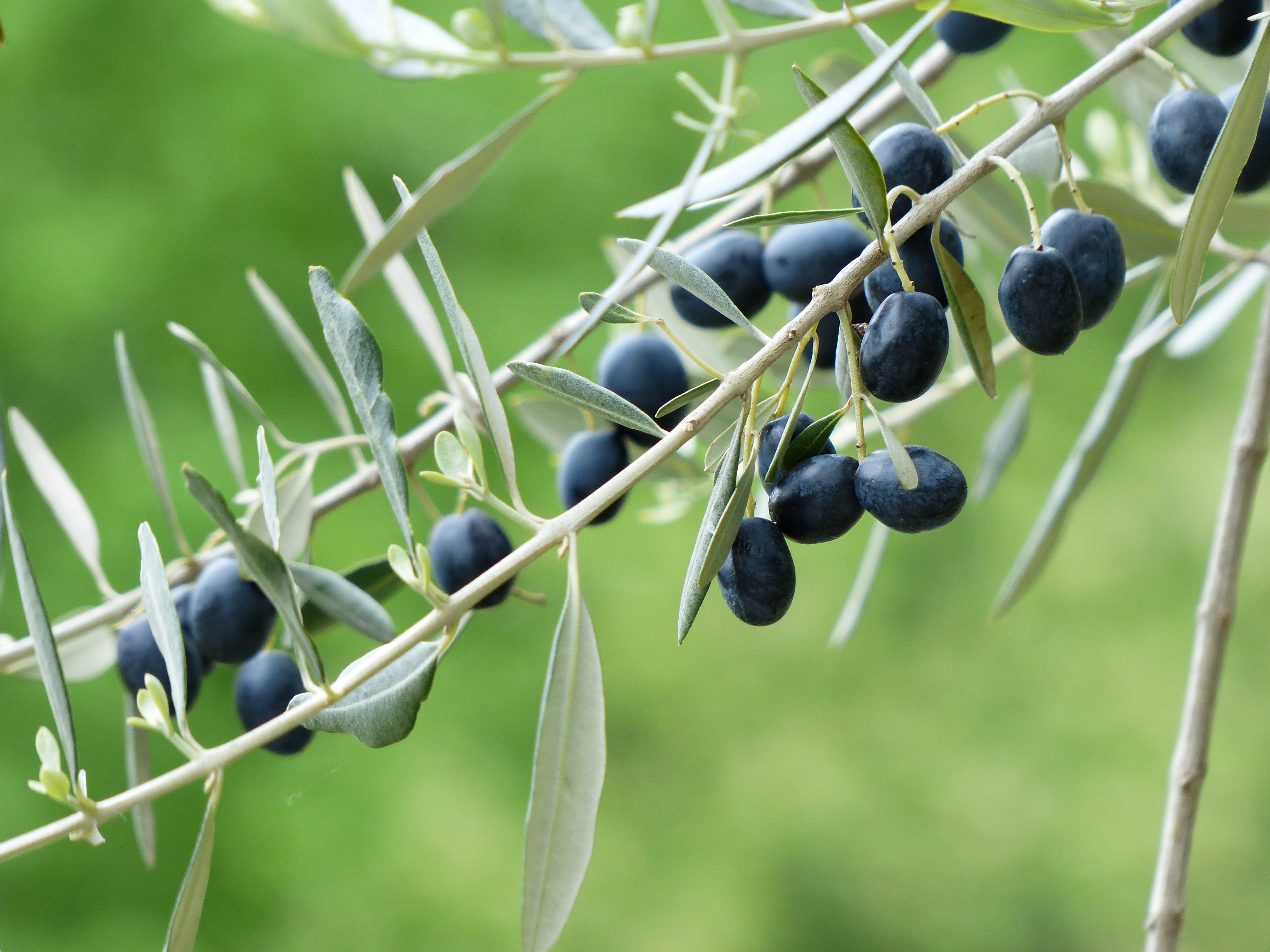 nature, olea europaea, fruits, real tree, branch, day, blue, freshness, black color, image, berry fruit, close-up, olives, healthy eating, food, green color, HD Wallpaper