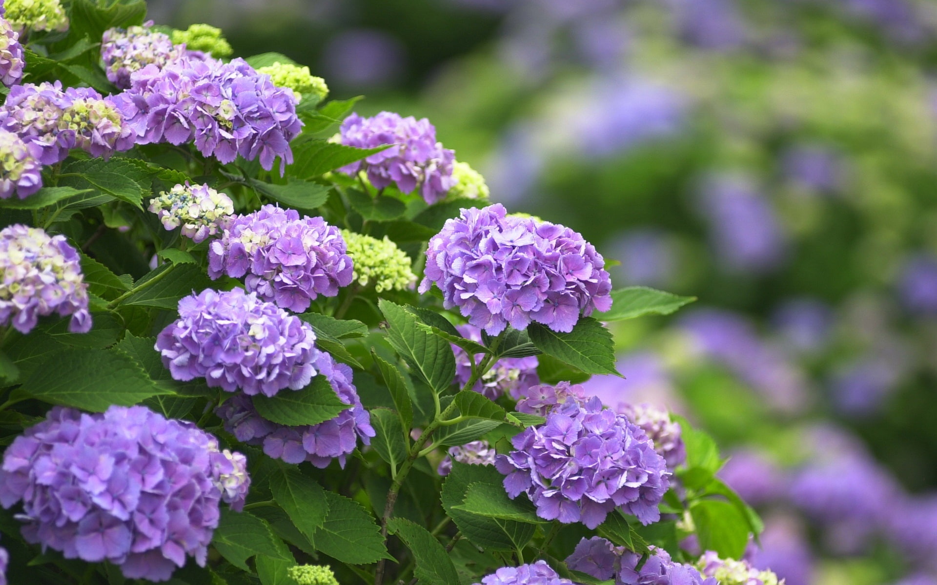 Purple, 1080P, Hydrangea, Flowers, HD Wallpaper