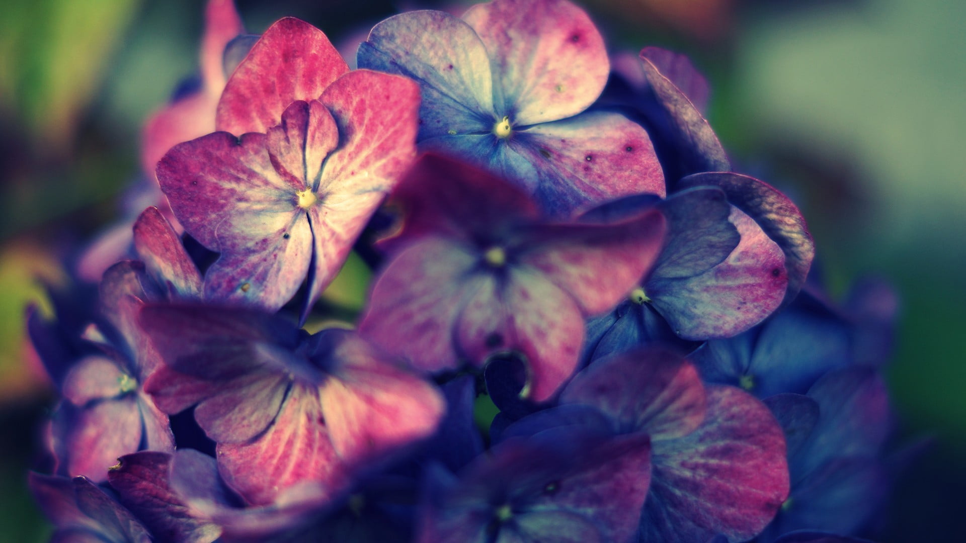 inflorescence, selective focus, day, focus on foreground, growth, nature, 1080P, flower head, freshness, close-up, flower, plants, flowering plant, hydrangea, HD Wallpaper