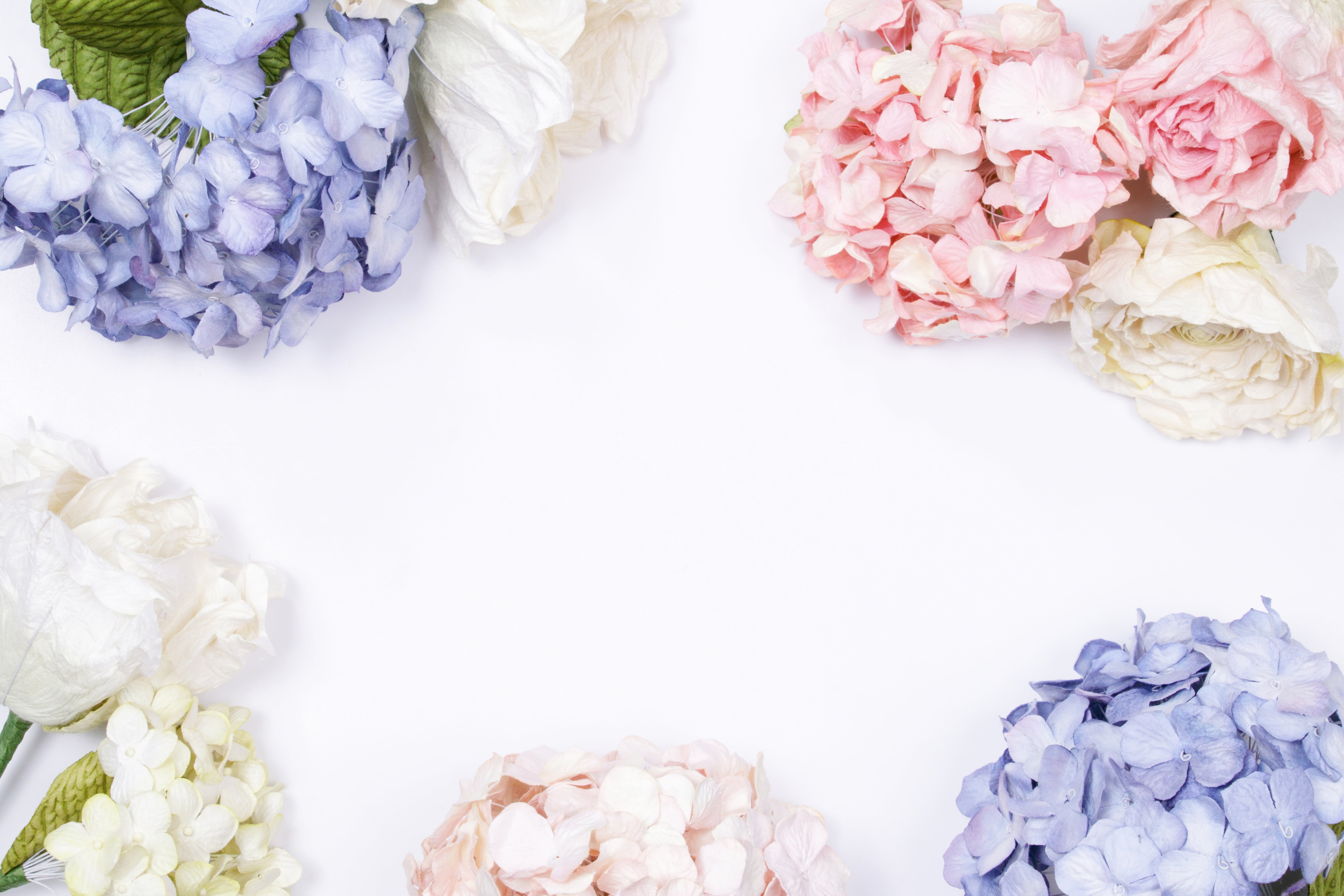 5K, background, Flowers, hydrangea, HD Wallpaper