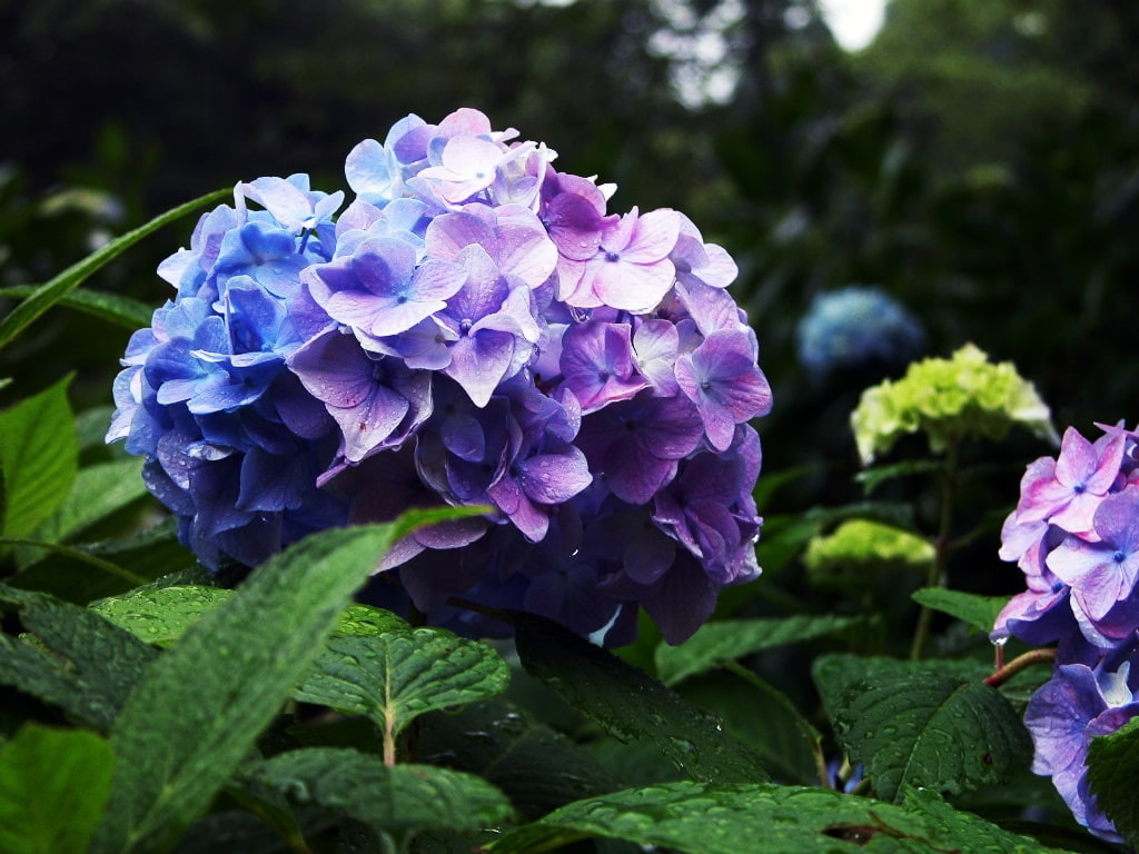 480P, hydrangea, nature, flower, plants, summer, green, flowers, perennials, hd, blue, purple, HD Wallpaper