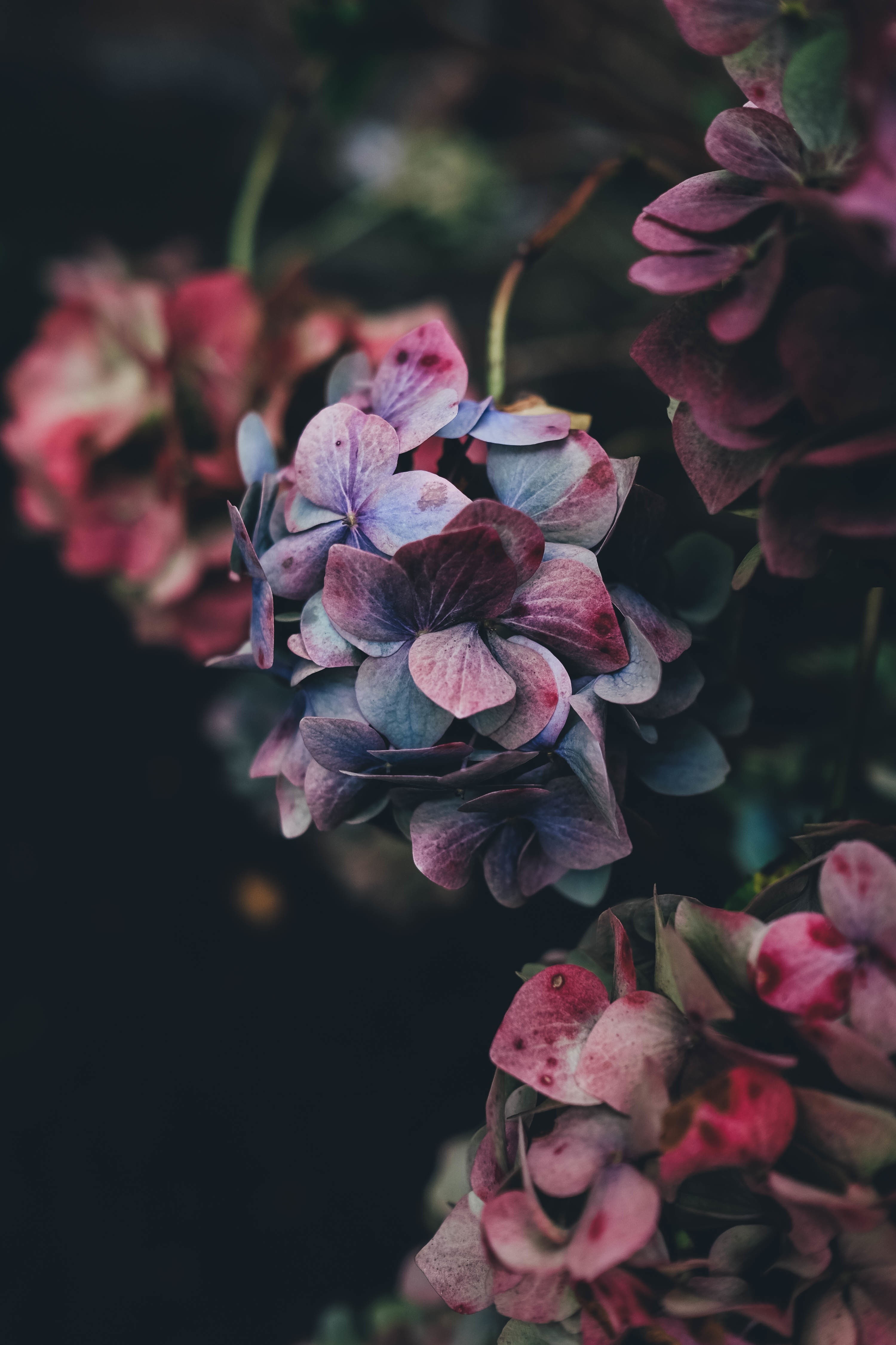 4K, flowers, hydrangea, nature, Phone HD Wallpaper