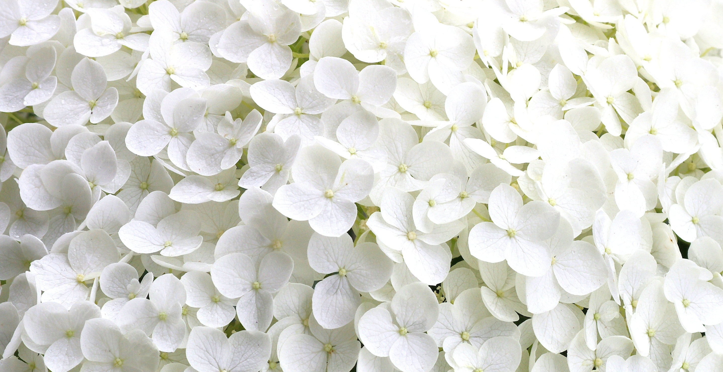 no people, inflorescence, flowers, day, freshness, plant, fragility, backgrounds, nature, softness, abundance, full frame, 2K, tiny flower petals, petal, HD Wallpaper