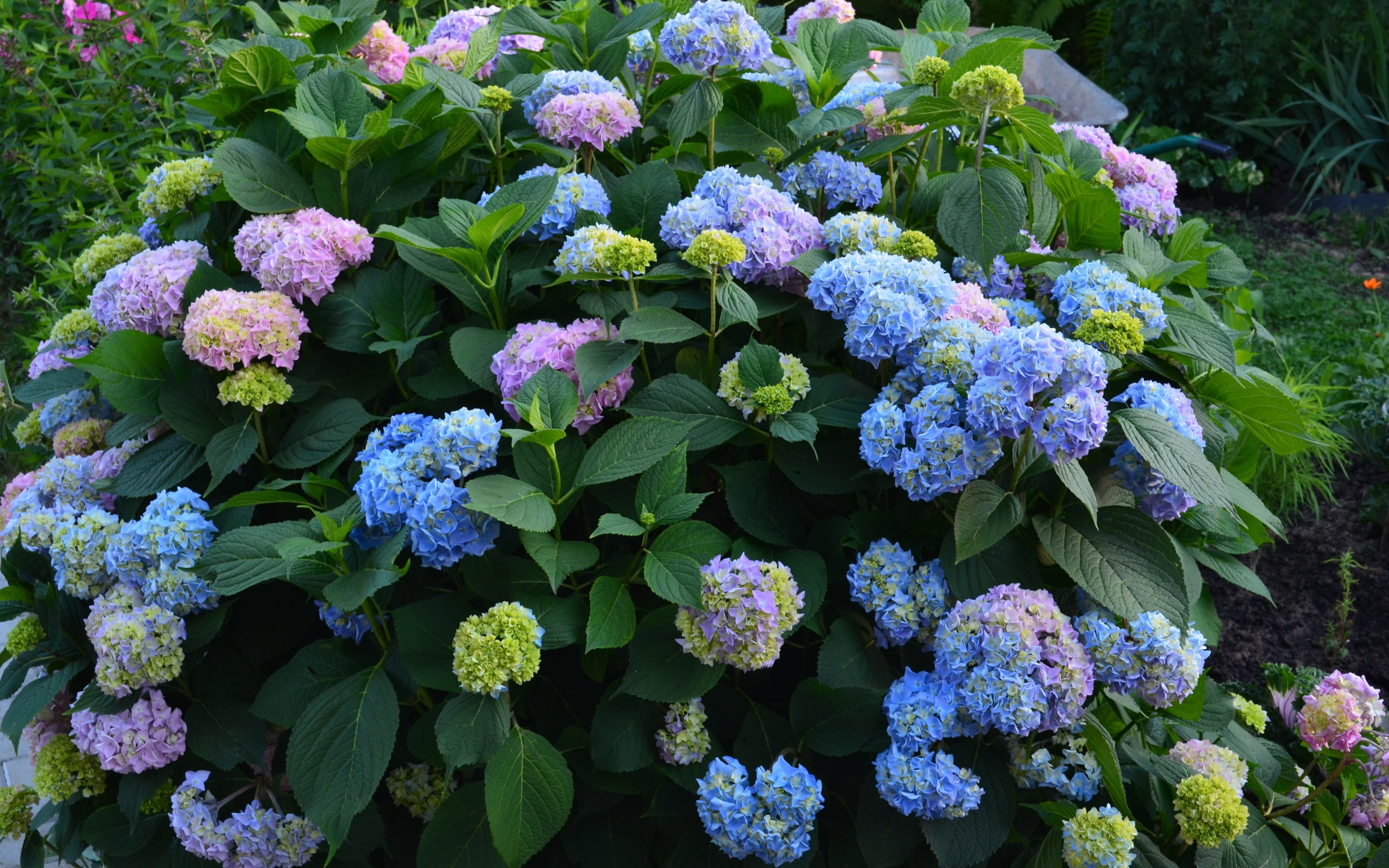 Hydrangea, Flowers, Summer, pink, Purple, yellow, 2K, Blue, HD Wallpaper