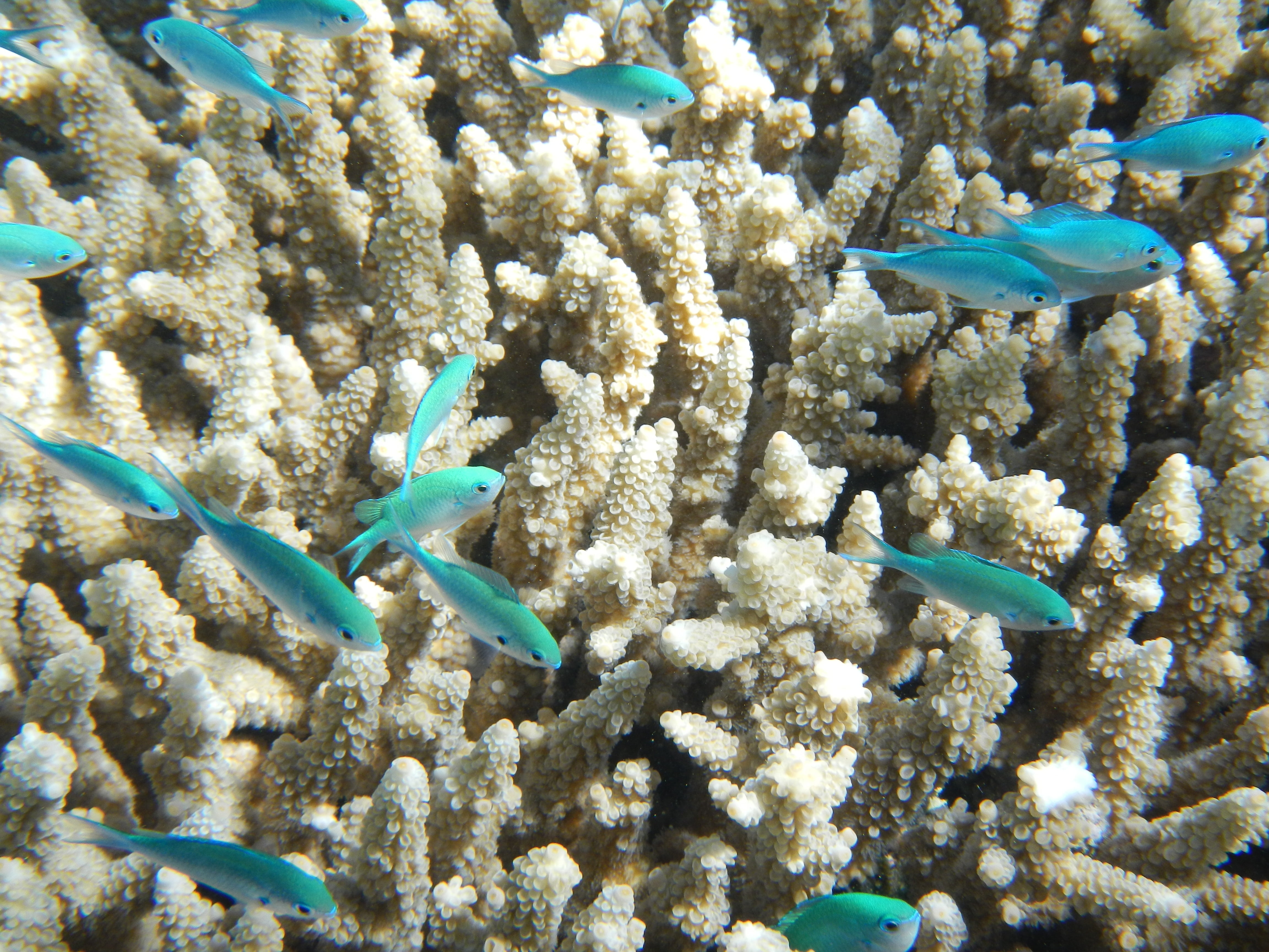 tropical, aquatic, tropical Climate, animal, ecosystem, wildlife, snorkeling, invertebrate, turquoise colored, swimming, australia, blue, water, sea, beauty in nature, HD Wallpaper