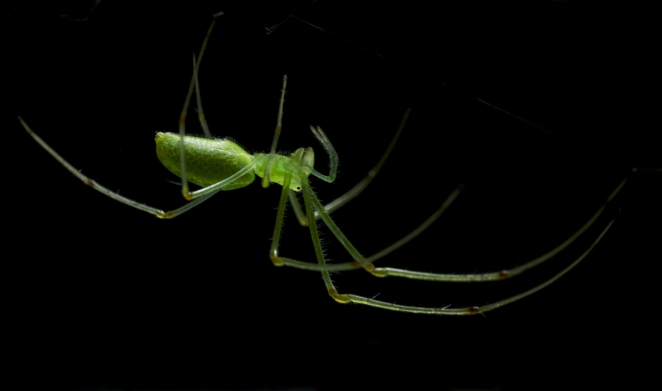 animal themes, nature, zoology, close-up, animal body part, studio shot, insect, animal, arthropod, animal wildlife, one animal, copy space, no people, HD Wallpaper