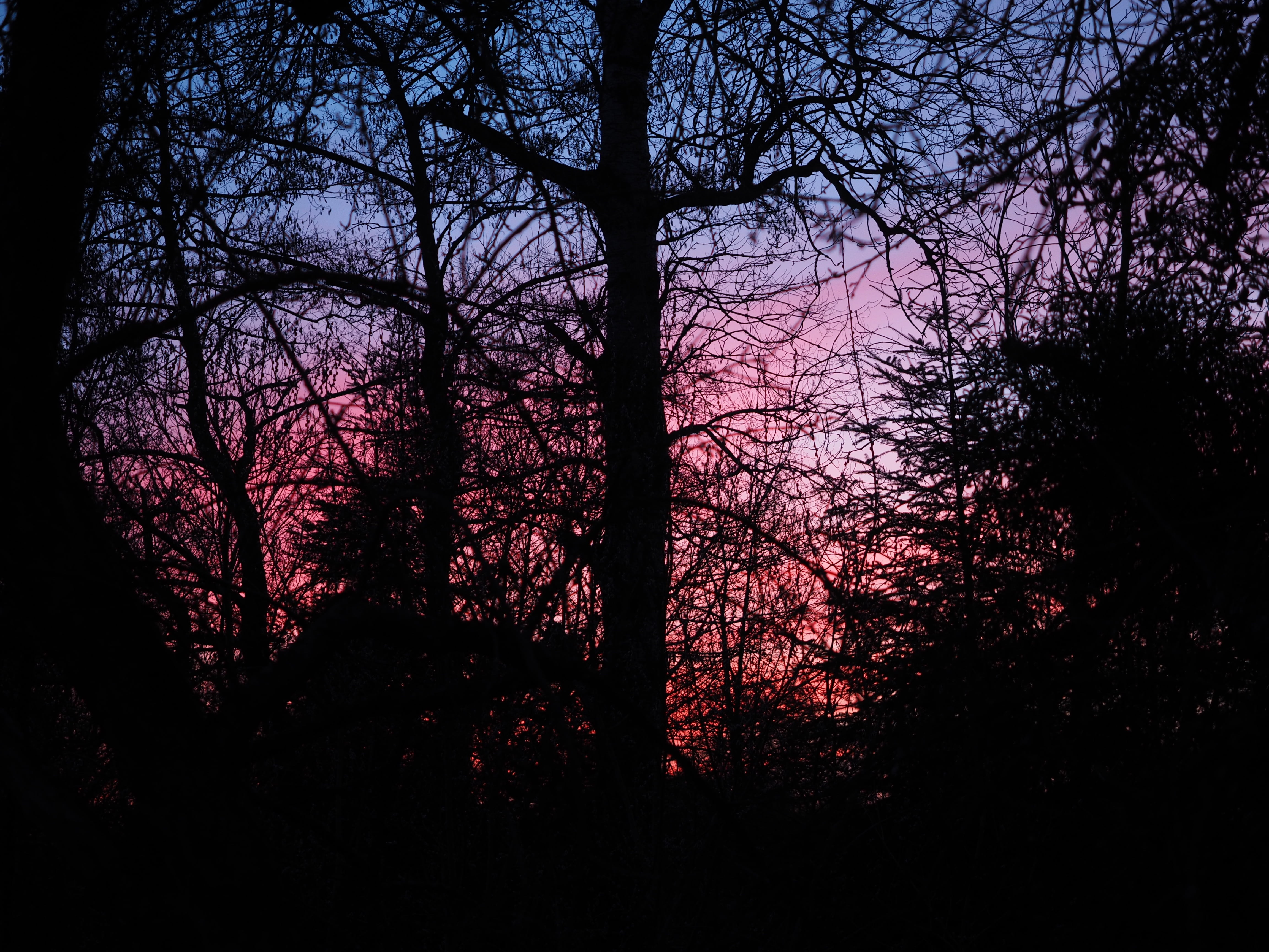 nature, abendstimmung, sky, non-urban scene, growth, tranquility, tree, no people, land, forest, evening sky, violet, blue, branch, sky color, reddish, HD Wallpaper