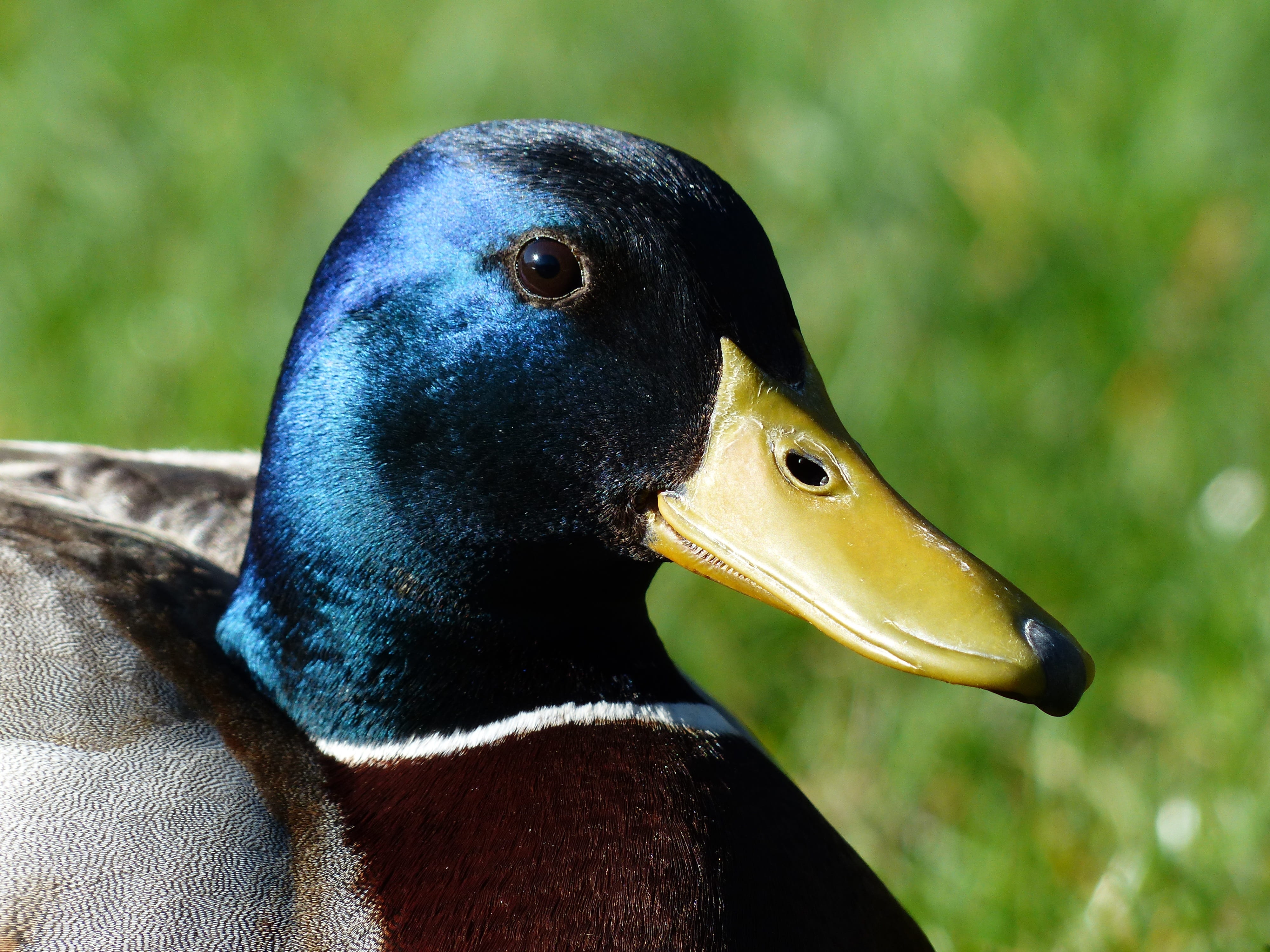 animal head, march duck, head, anas platyrhynchos, shine, anatidae, bird, one animal, 4K, bill, vertebrate, metallic, animal themes, blue metallic, outdoors, HD Wallpaper