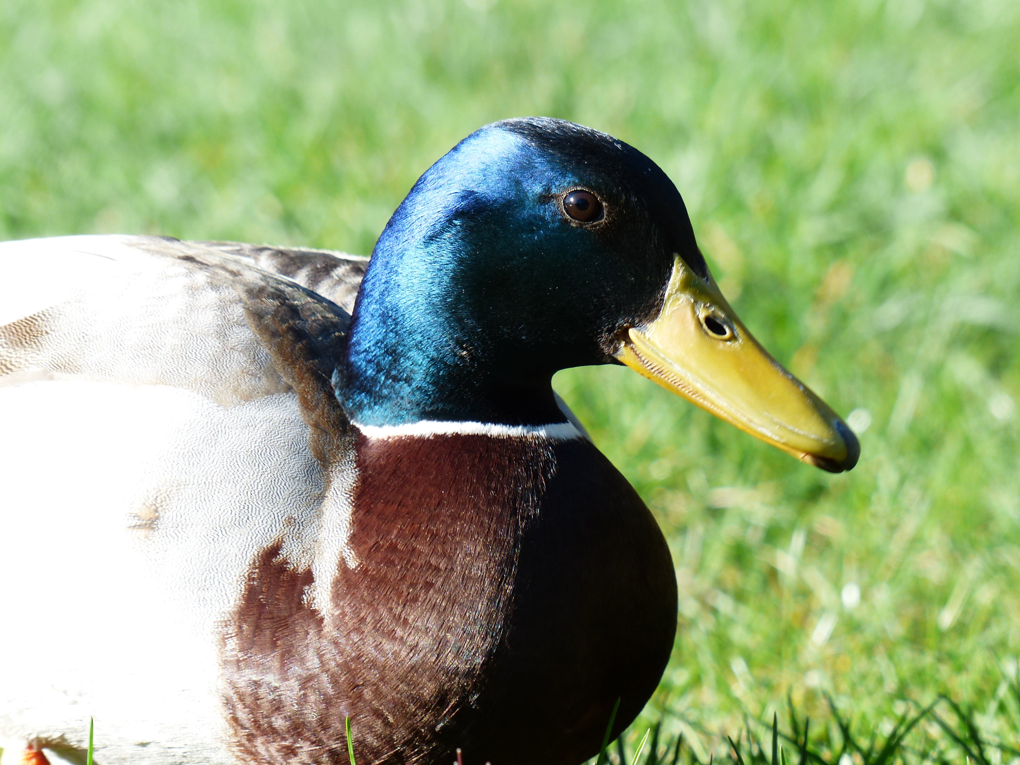 march duck, head, nature, land, field, close-up, bird, animal neck, day, mallard, duck, animal, beak, blue metallic, metallic, animal wildlife, neck ring, HD Wallpaper