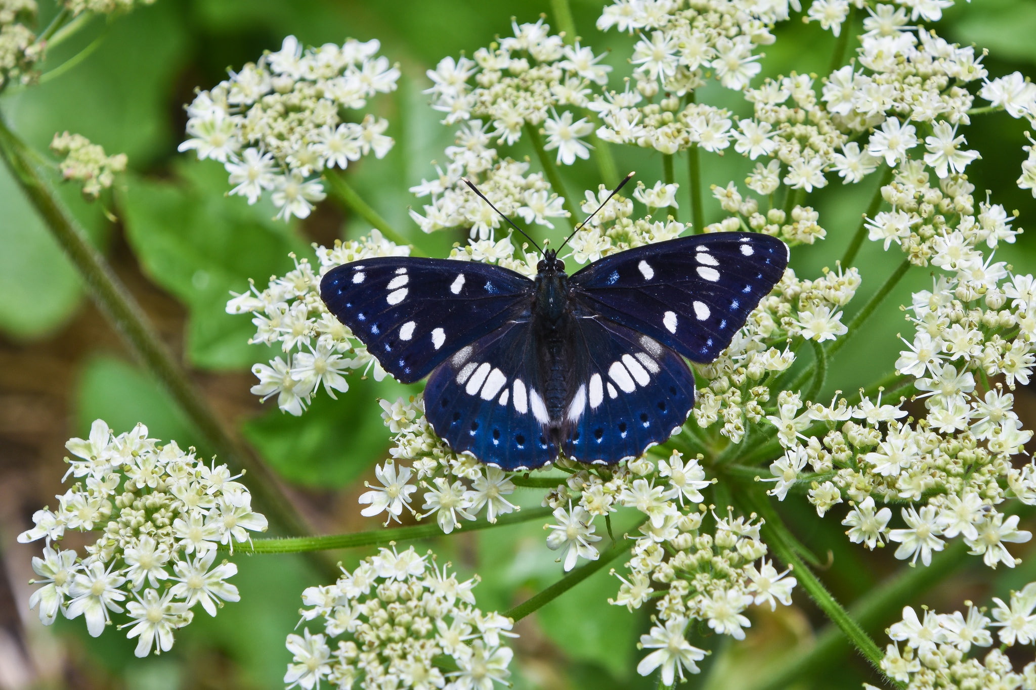 flowers, butterfly, 1080P, Lentochnykh bluish, macro, HD Wallpaper