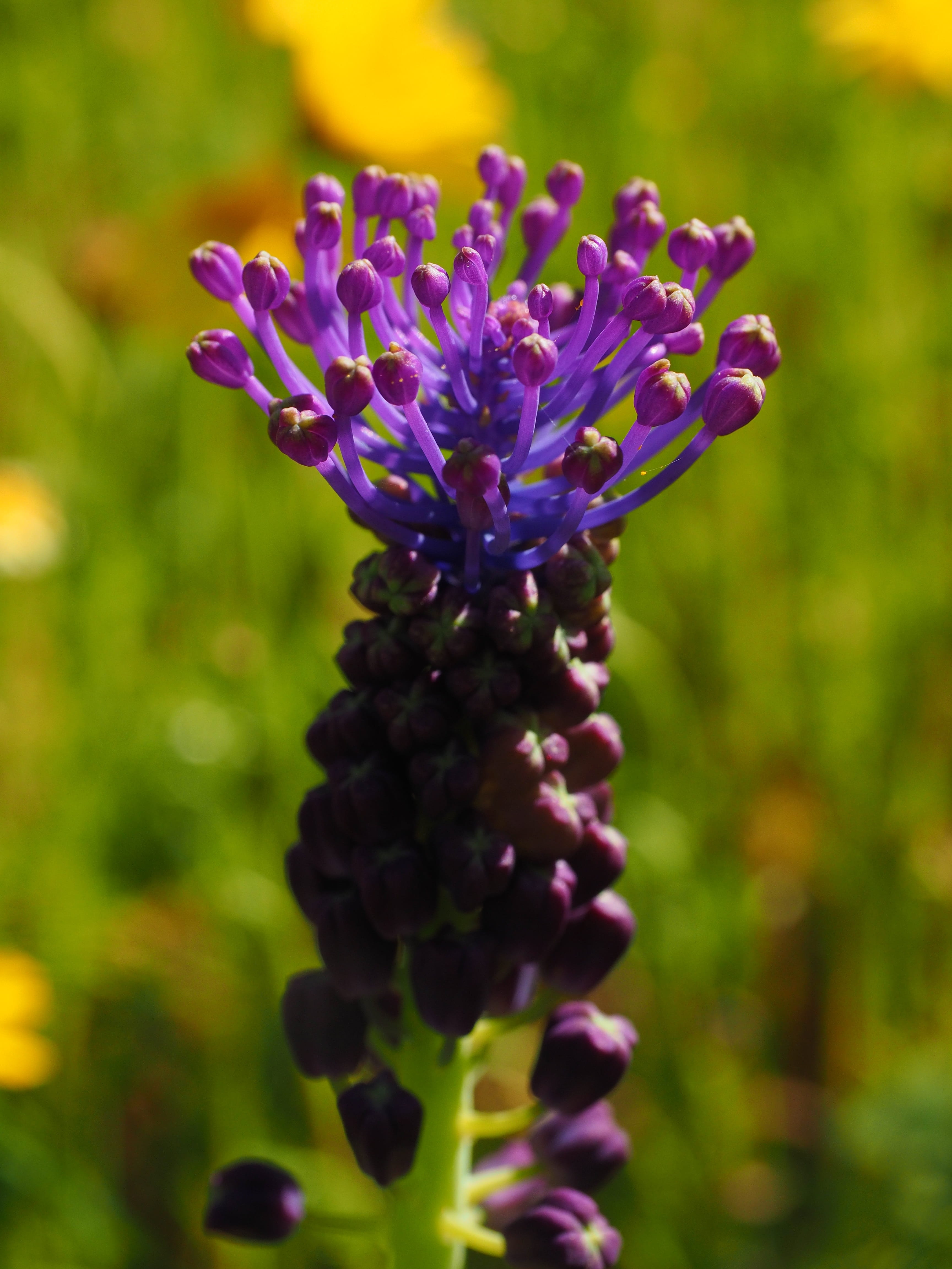 monstrosum, plant, bluish, fragility, display apparatus, flower schopf, schopf-grape hyacinth, green Color, vulnerability, growth, krohenzwibbel, muscari, Phone HD Wallpaper