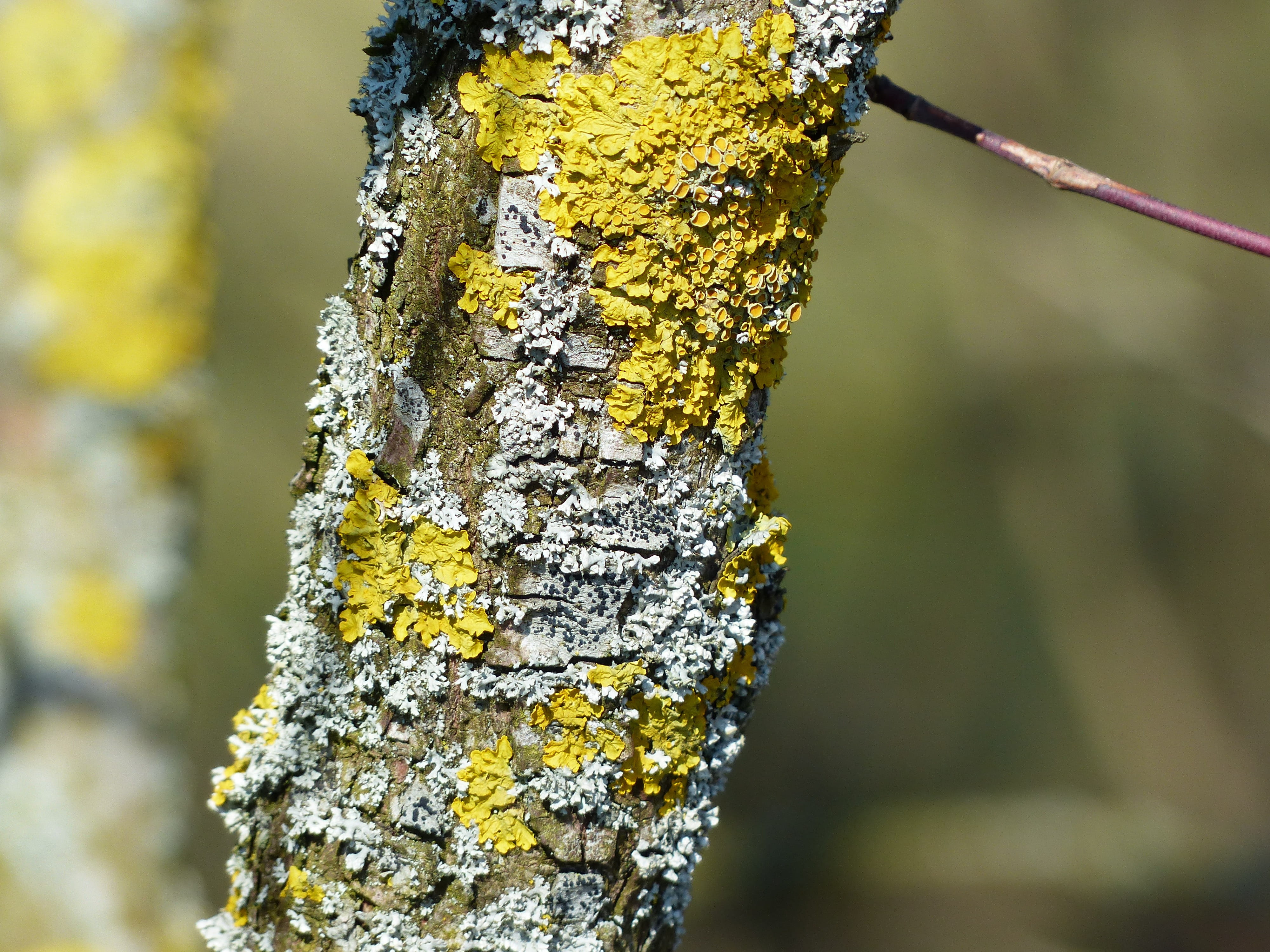 growth, trunk, branch, xanthoria parietina, greenish, blue grey, plant bark, schuesselflechte, chlorophyta, fungus, Leaf, close-up, nature, tree trunk, HD Wallpaper