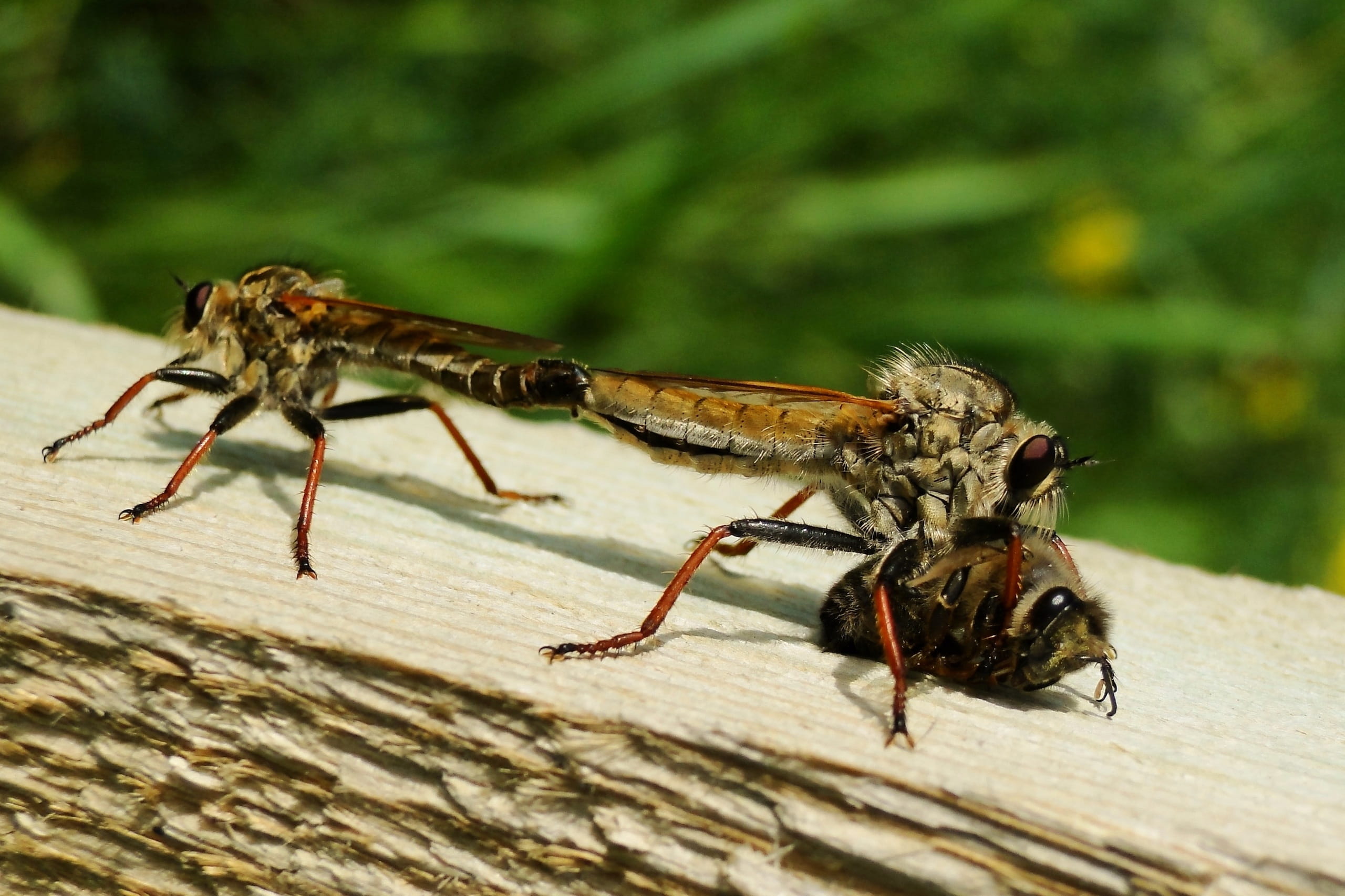 close-up, lawn, victim, animal body part, day, invertebrates, bee, no people, animal, one animal, sunlight, focus on foreground, 2K, łowczak bluish, insect, HD Wallpaper