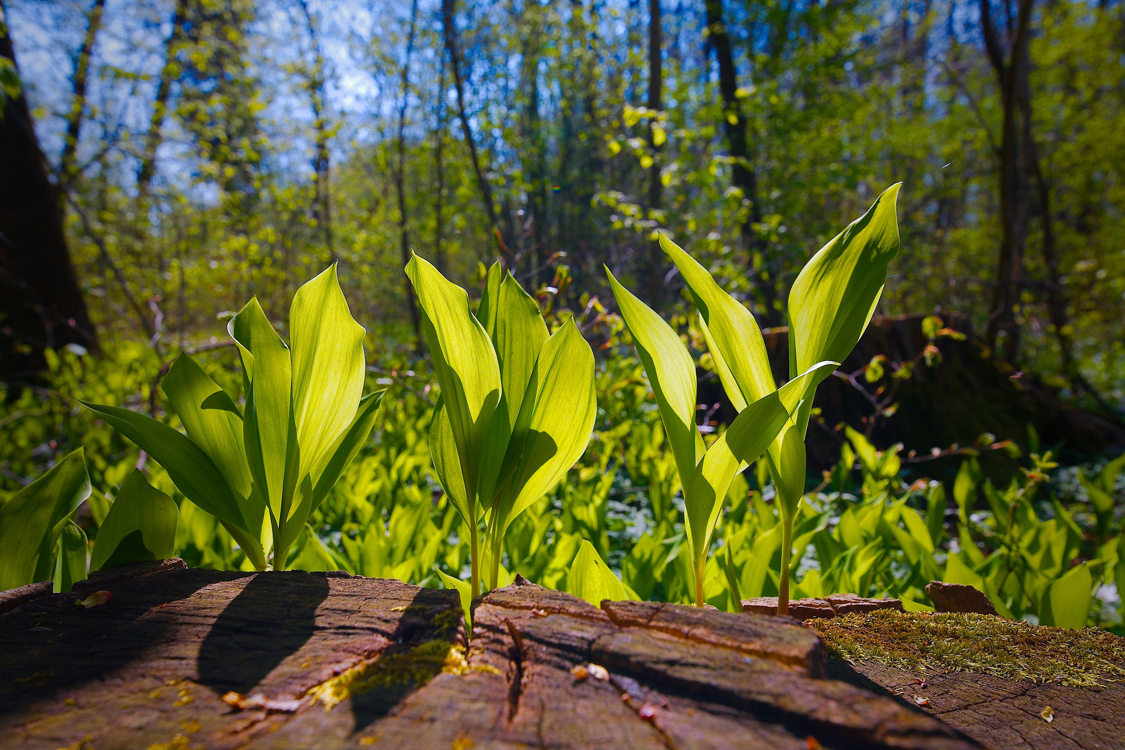 nature, yellow, plant, forest, summer, season, schönwetter, land, flower, freshness, environment, wood - material, no people, color, day, green color, tranquility, HD Wallpaper