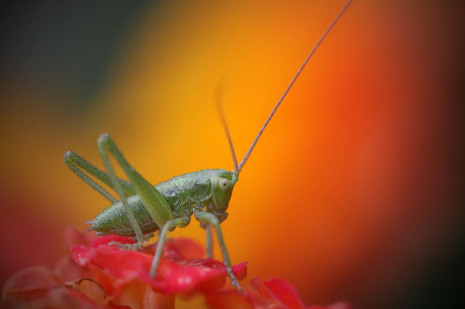 Explore, macro, katydid, selective focus, focus, flower, insect, wildlife, Canon 40D, antenna, grasshopper, close-up, nature, animal, petaled, orange, green, HD Wallpaper