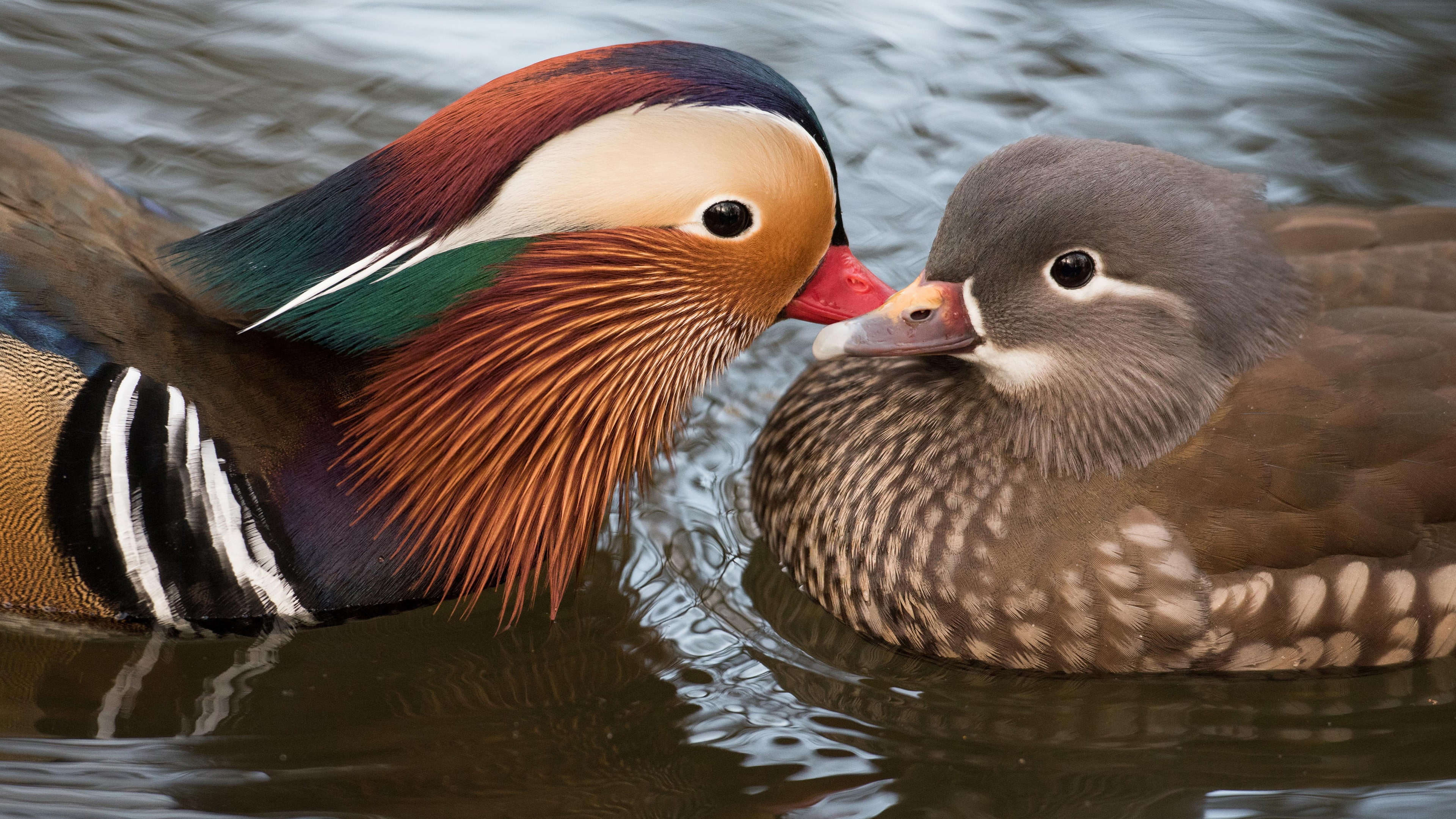 male, love, courtship, cute, female, pond, a couple, bird, tangerine, 4K, bright plumage, lovers, nature, duck, kiss, water, pair, birds, HD Wallpaper