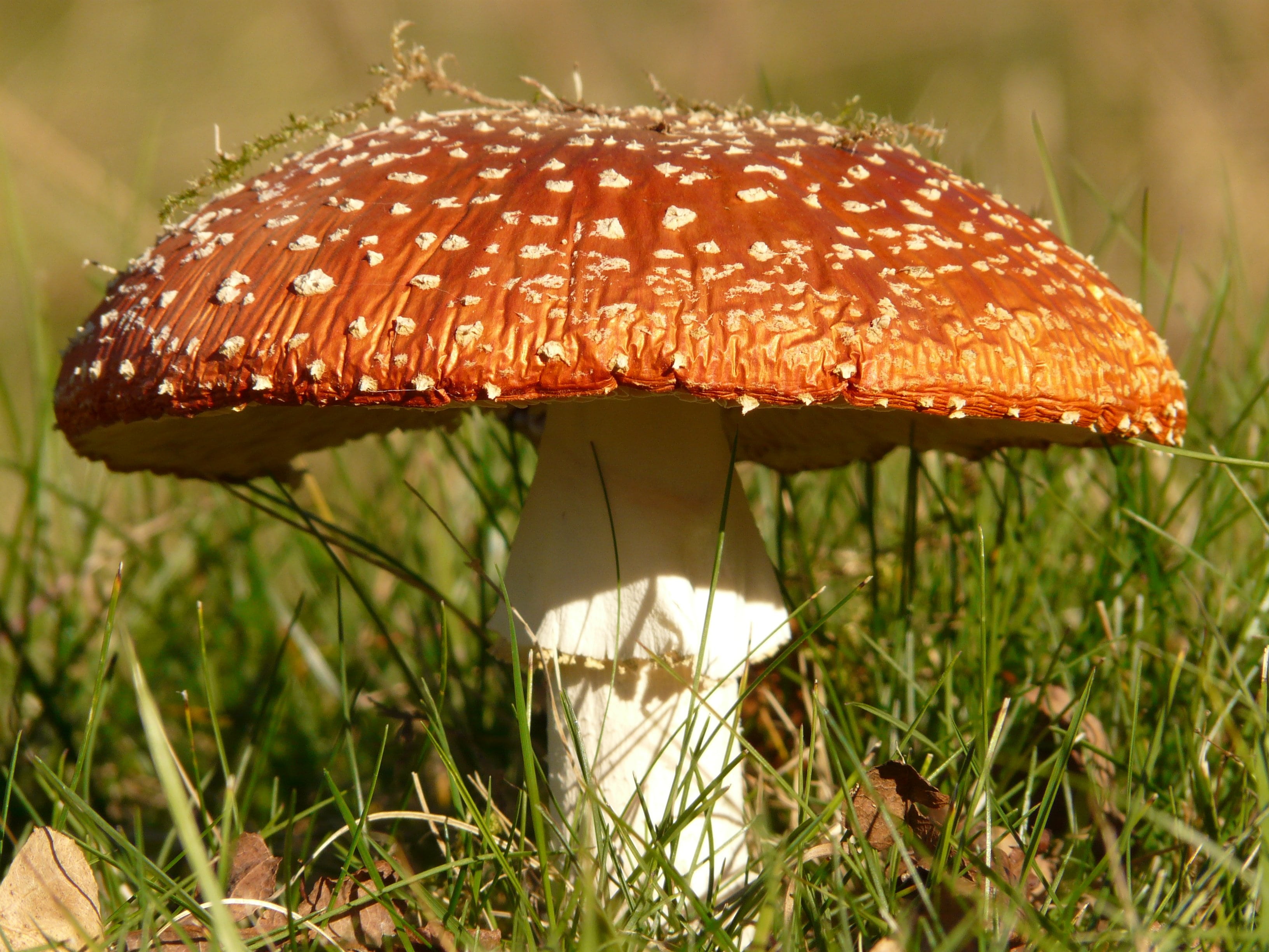mushroom, no people, meadow, land, fungus, day, 2K, fly agaric, plant, season, focus on foreground, red, toadstool, point, food and drink, poisonous, gift, HD Wallpaper