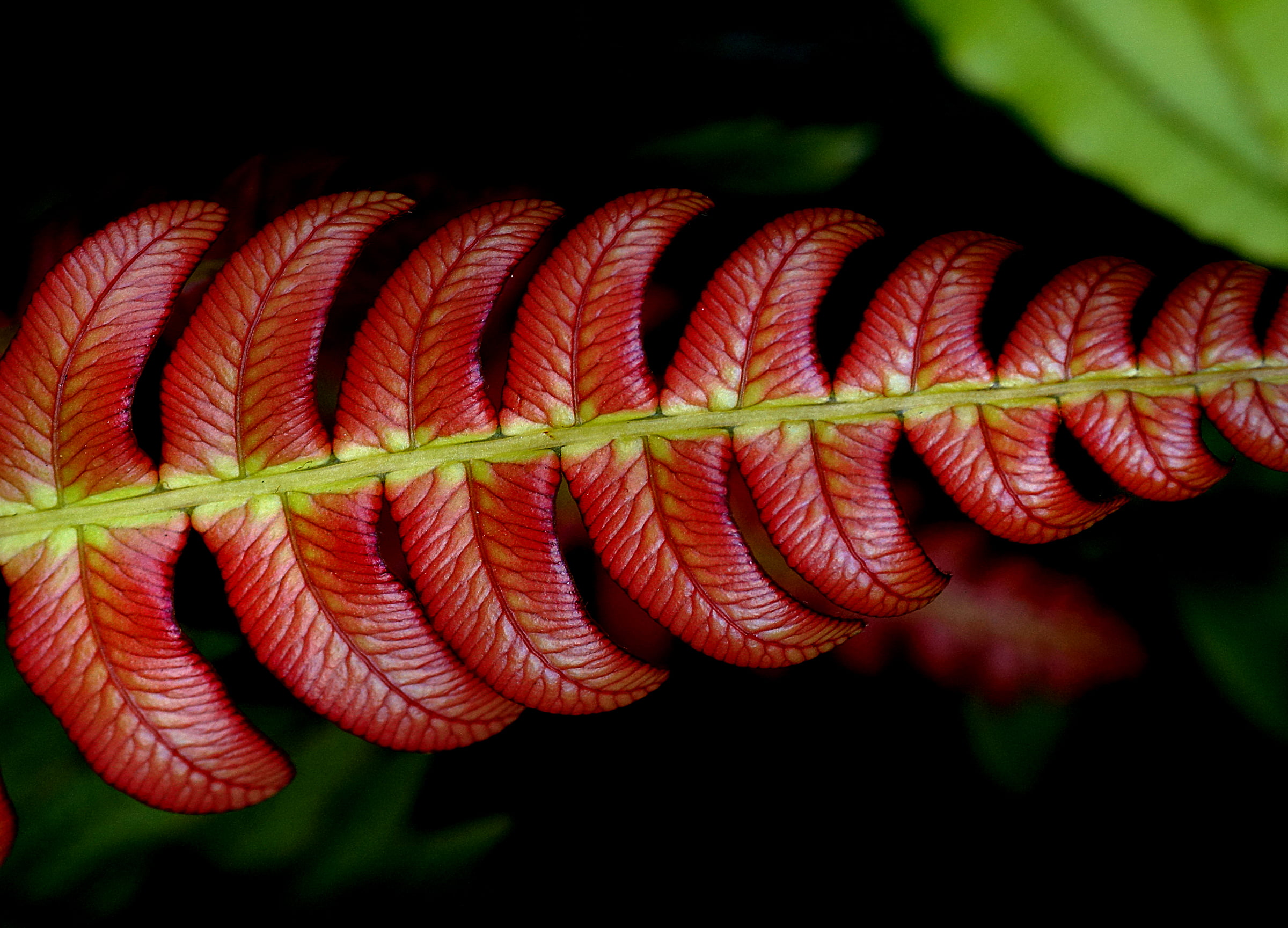 NZ, Public Domain, photography, Blechnum, focus, close-up, plant, New Zealand Plants, Fern, 1080P, leaf, red, CC0, selective focus, selective, Sony DSLR-A580, HD Wallpaper