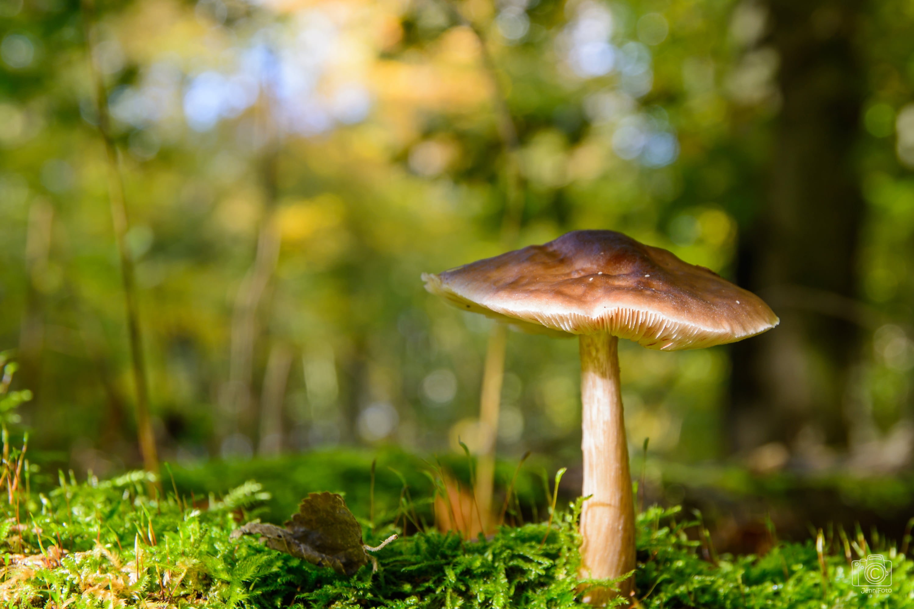 nikon, brown, photography, selective, mushroom, pilz, moss, forest, close-up, fungus, outdoors, uncultivated, Natur, Nature, autumn, 2K, Beautiful, season, HD Wallpaper