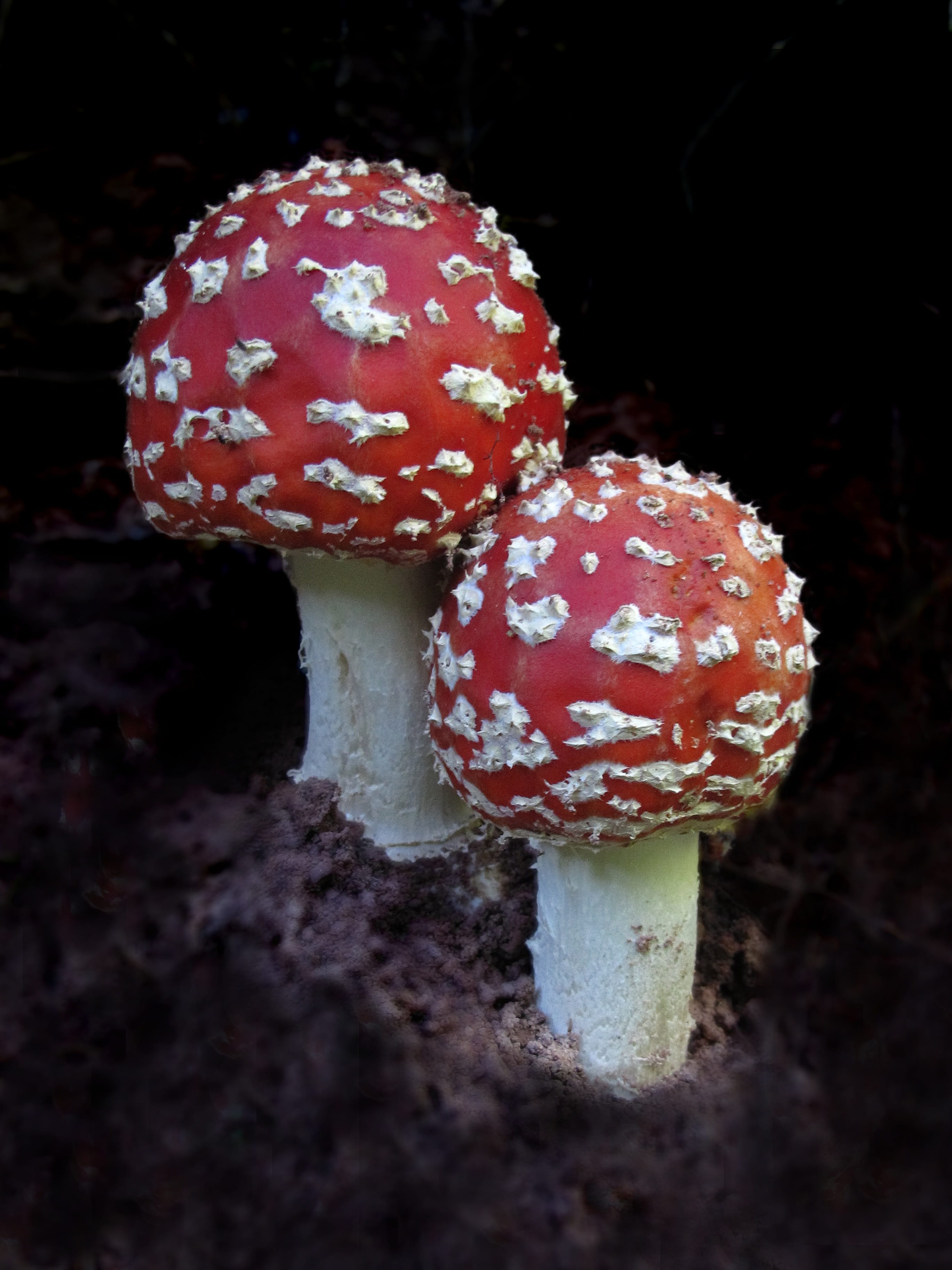 two, land, white red, mushroom time, Fly Agaric, freshness, forest floor, no people, fly agaric mushroom, day, spotted, food, red fly agaric mushroom, Amanita Muscaria, Phone HD Wallpaper