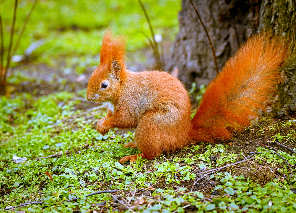 480P, near, Eurasian red squirrel, leaf, animal, tree  squirrel, brown, focus, eating, Sciurus vulgaris, forest, Wiewiórka, rodent, selective focus, cute, HD Wallpaper