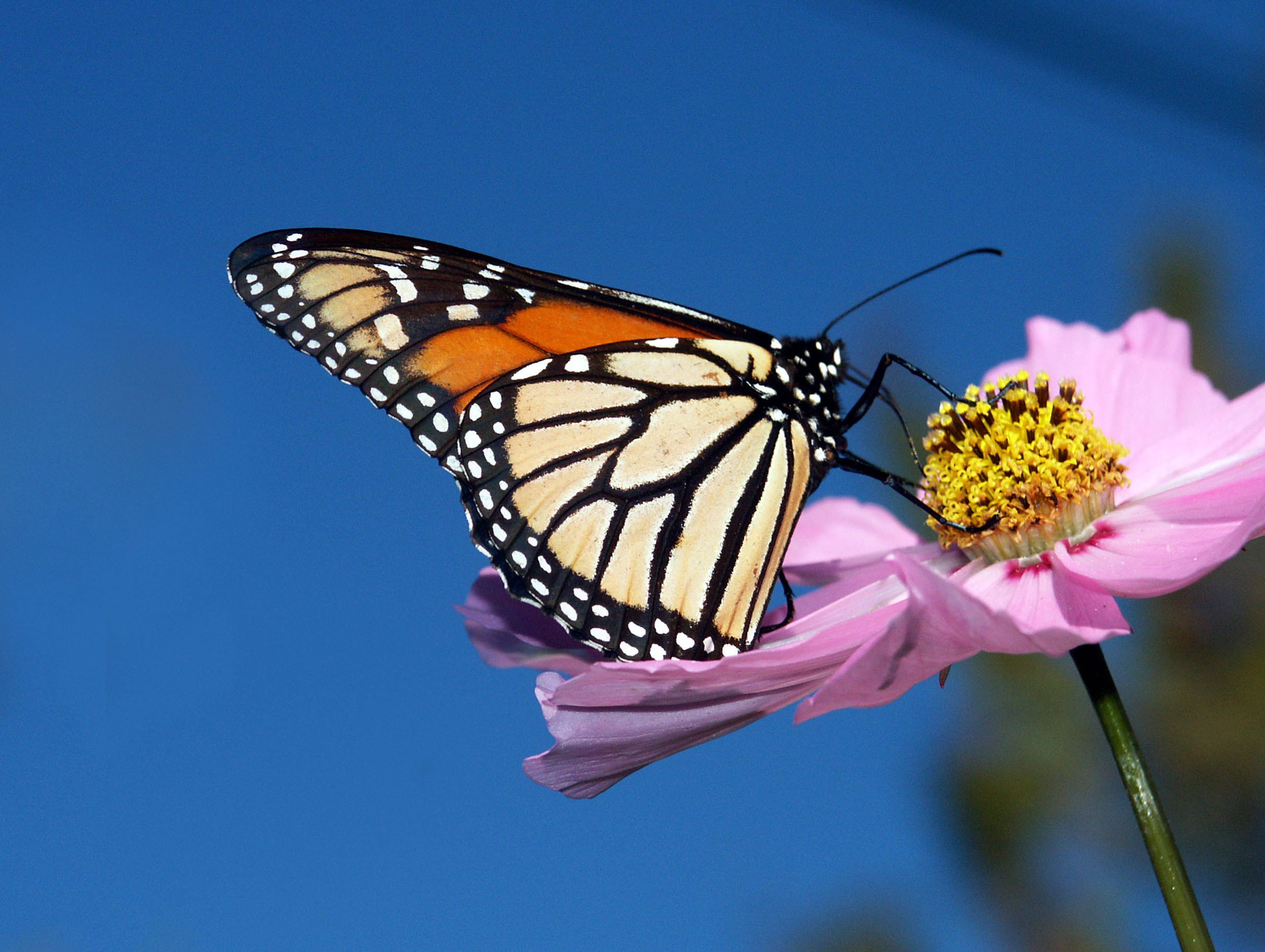 Cosmos, pink, photography, Monarch butterfly, insect, petaled, photos, Public Domain, Dedication, focus, close-up, butterfly - Insect, multi Colored, pollen, HD Wallpaper