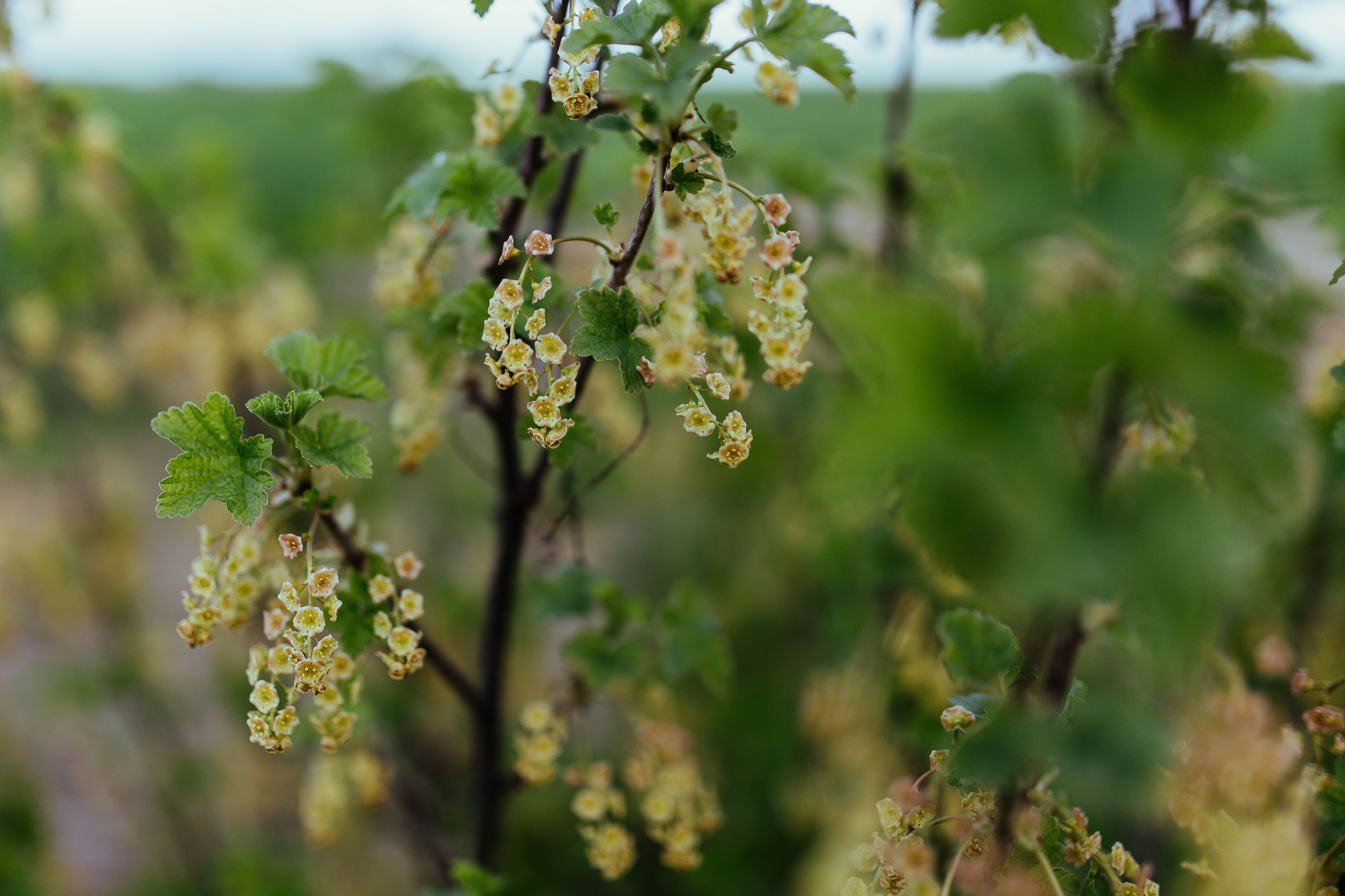 flowering plant, growth, plant, green color, selective focus, no people, trees, freshness, plant part, tree, leaves, fruit, food and drink, focus on foreground, HD Wallpaper